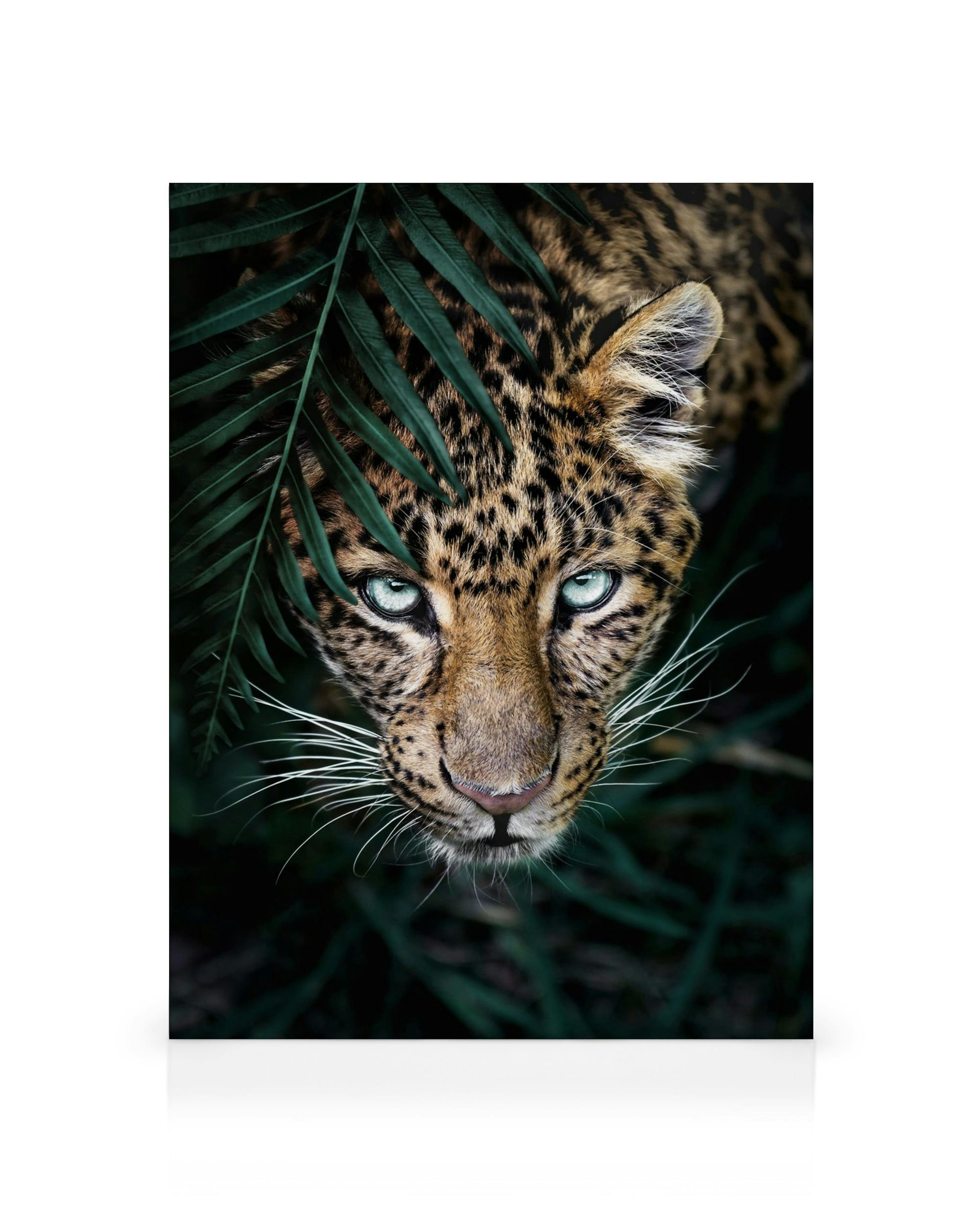 Stampa su tela di un leopardo con occhi azzurri vividi che emerge da foglie di palma verdi scure, guardando in alto.
