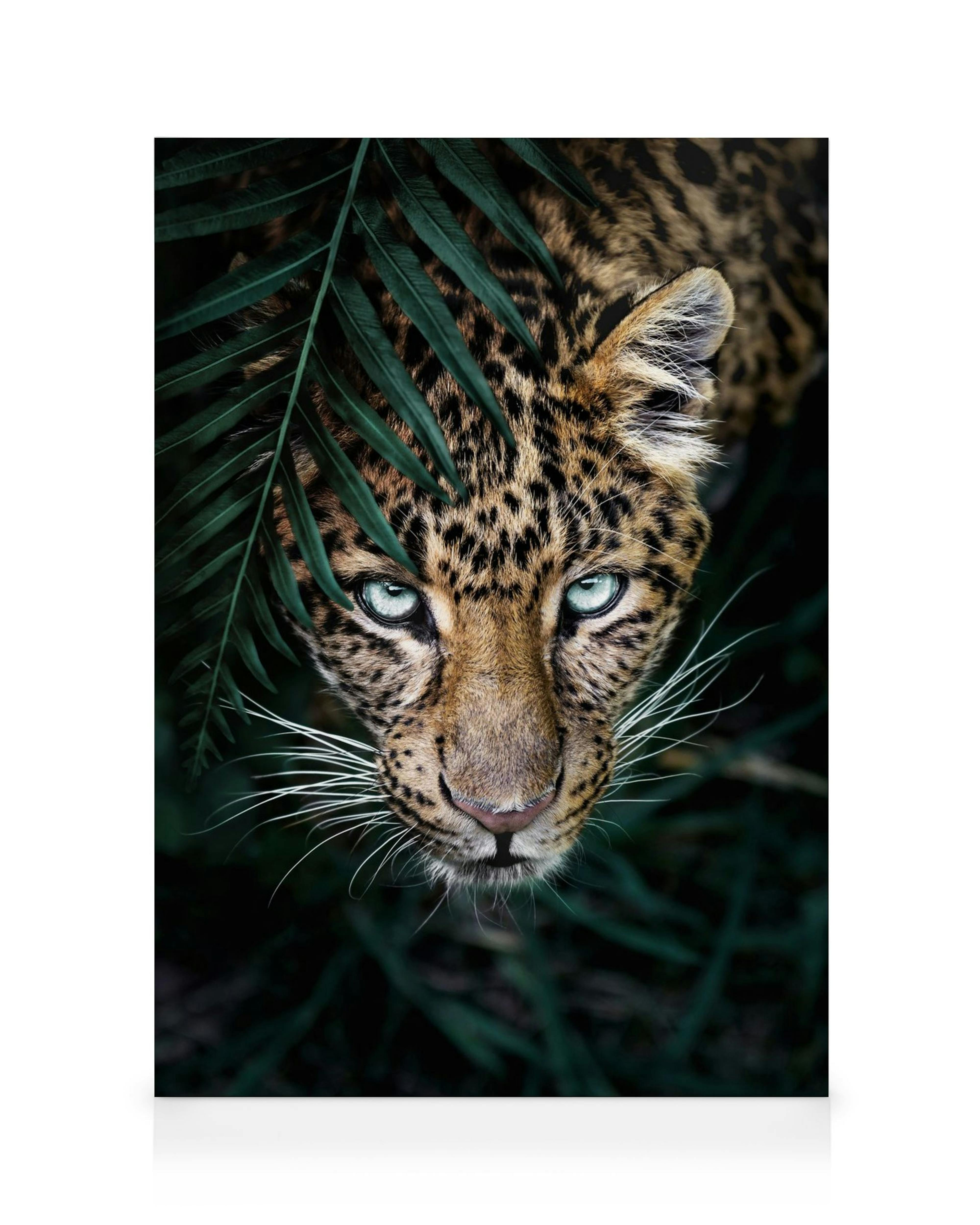 Toile dun léopard aux yeux bleus perçants, regardant vers le haut à travers un feuillage sombre.