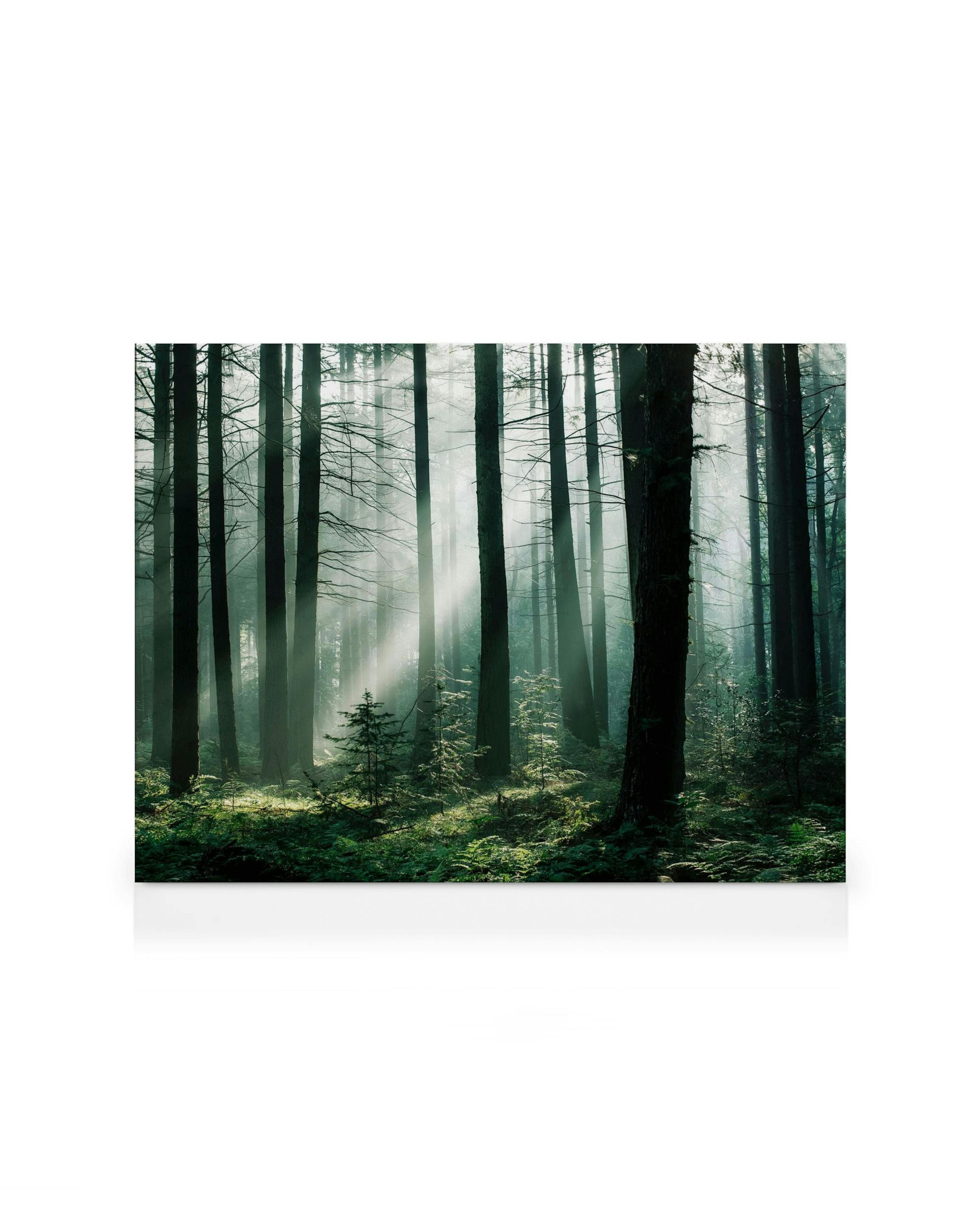 Obraz na płótnie przedstawiający jasne promienie słońca przenikające przez mgłę w ciemnym lesie.