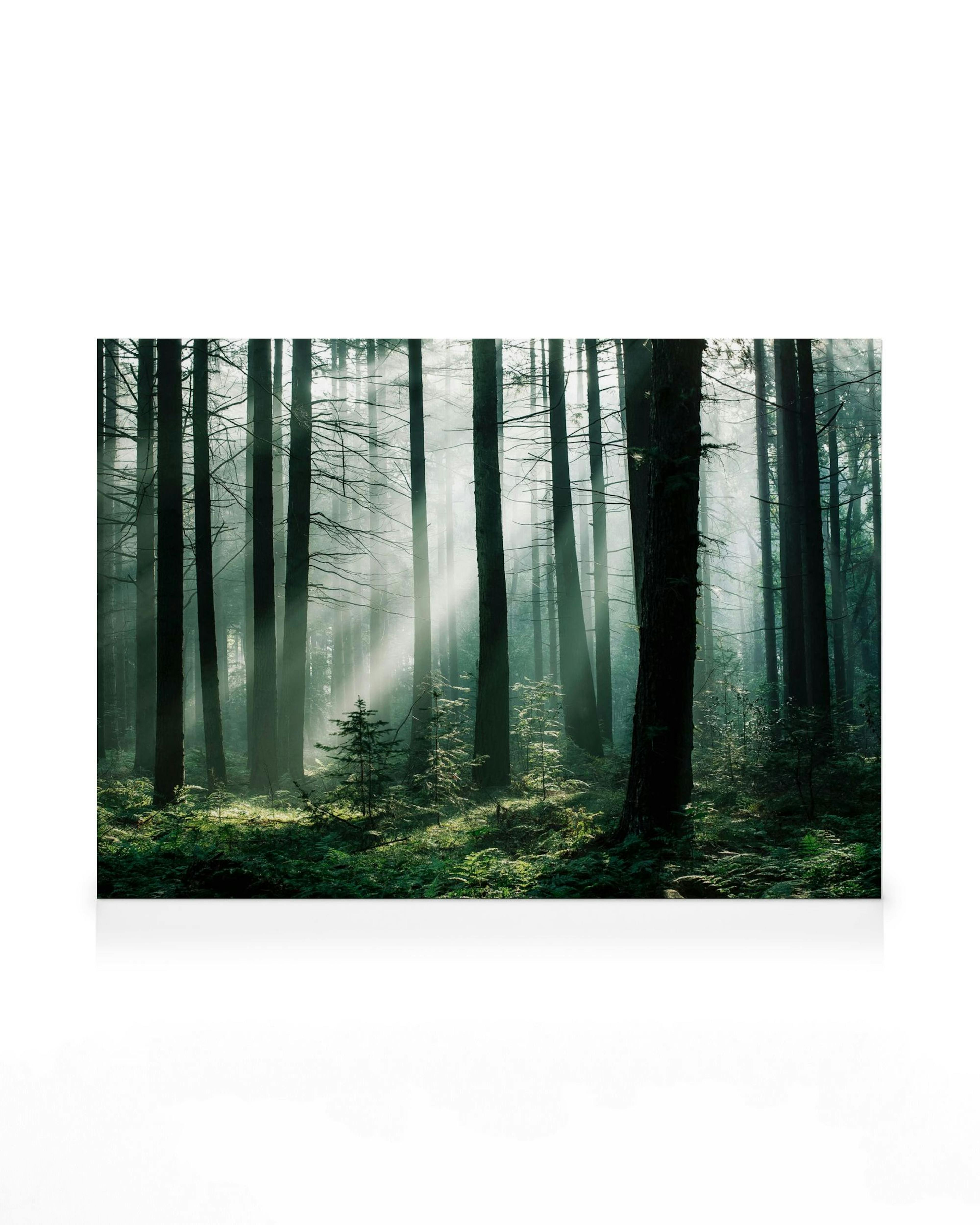 Leinwandbild eines Waldes mit hohen Bäumen und hellem Sonnenlicht, das durch den Nebel scheint.
