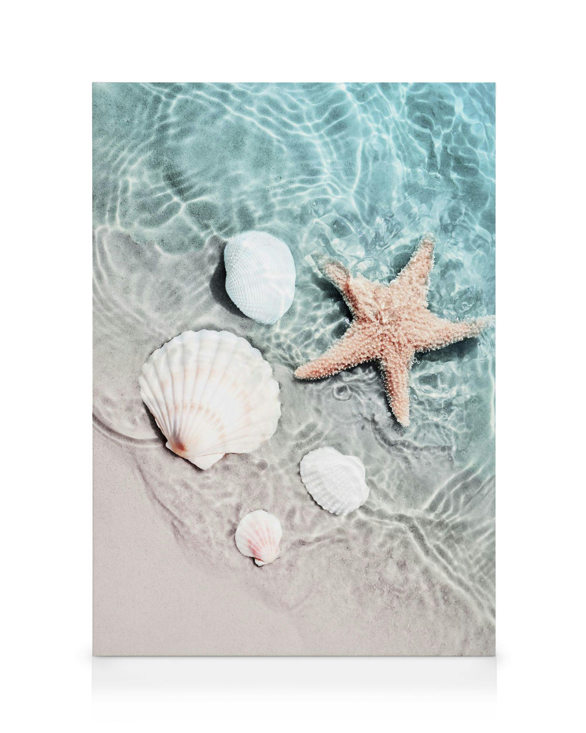 ÉToile de Mer et Coquillage Toile (50x70 cm - Cadre de chêne) - Poster Store