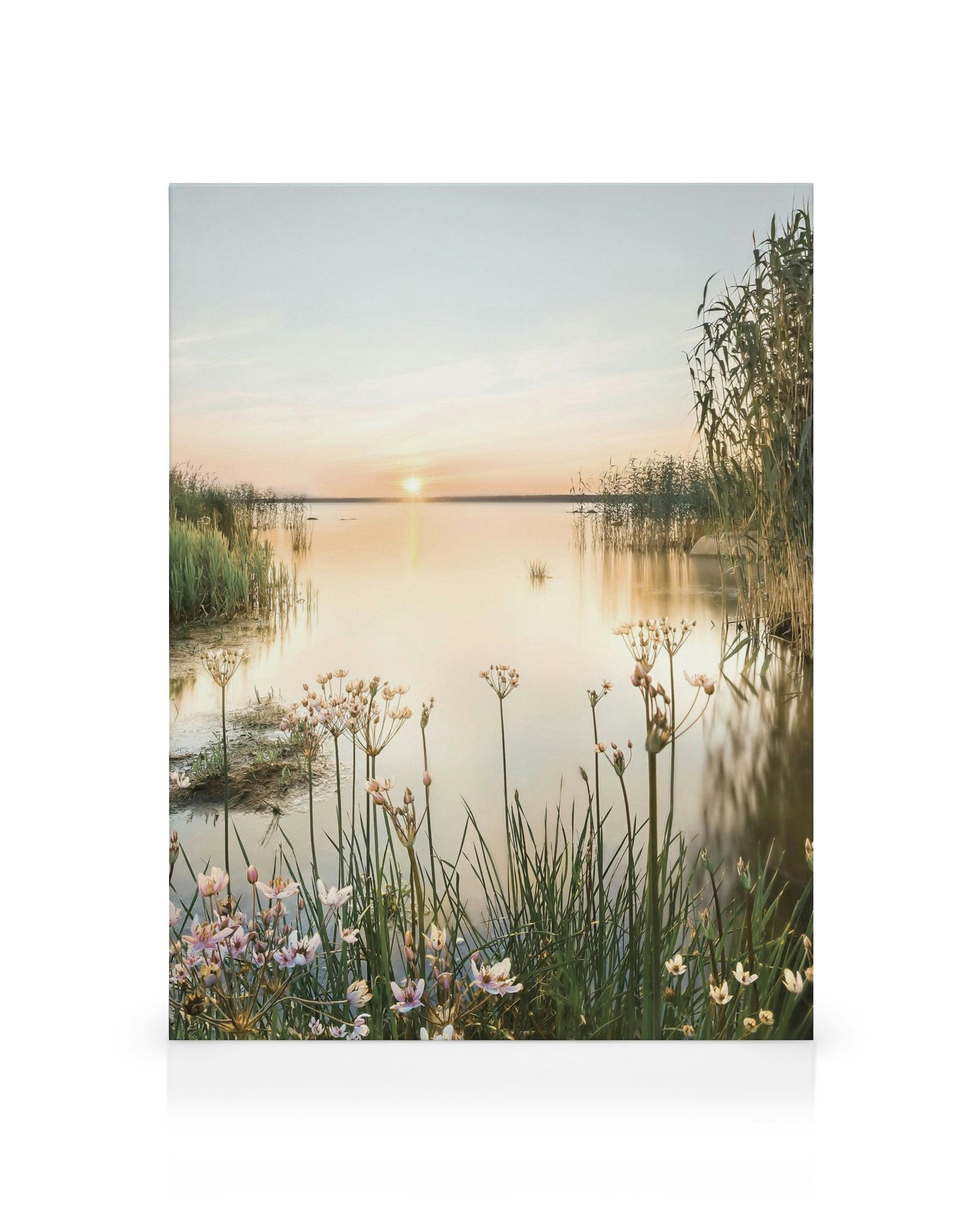 Obraz na płótnie przedstawiający zachód słońca nad spokojnym jeziorem z kwitnącymi roślinami wodnymi na pierwszym planie.