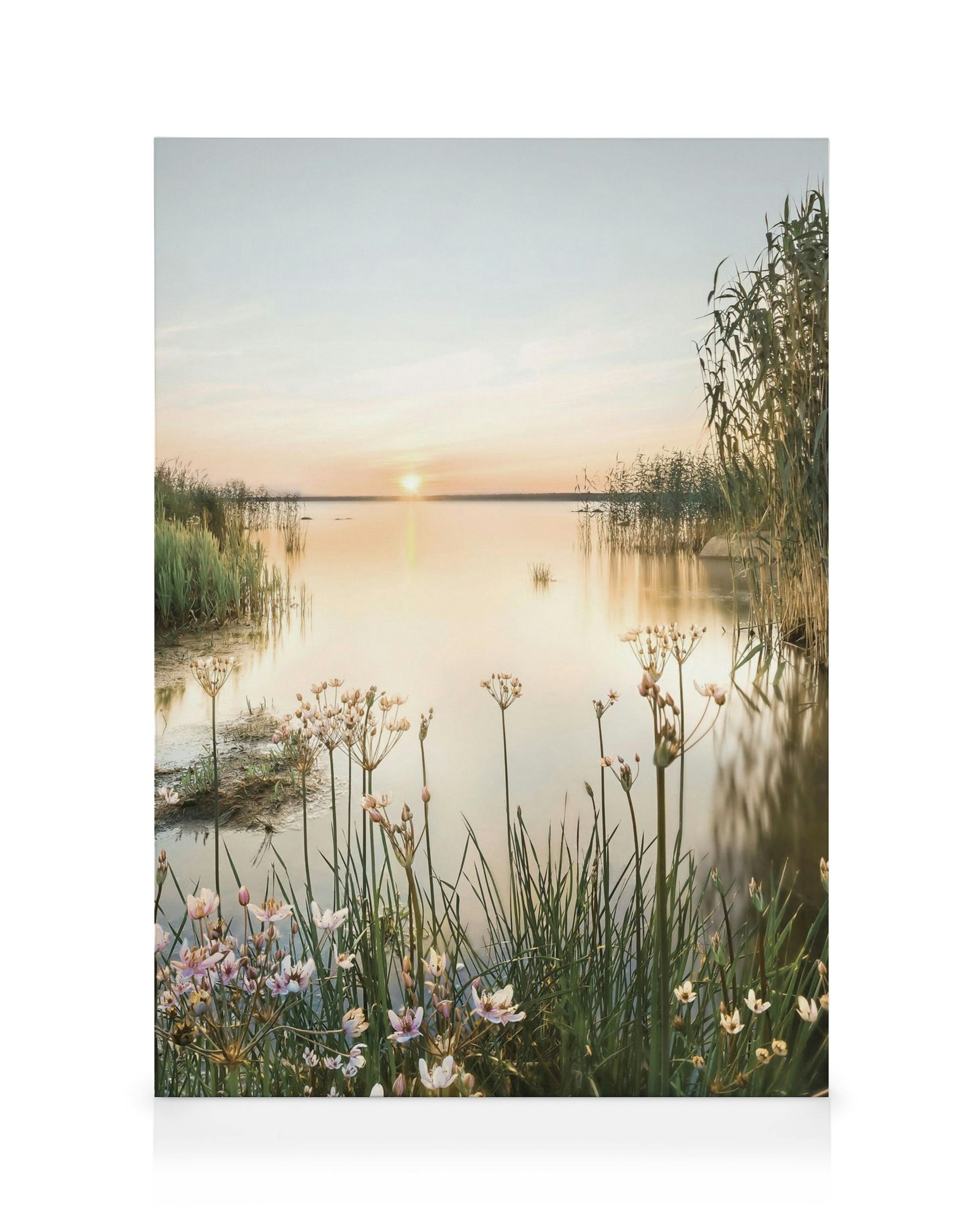 Toile dun coucher de soleil sur un lac calme avec des roseaux et des fleurs au premier plan.