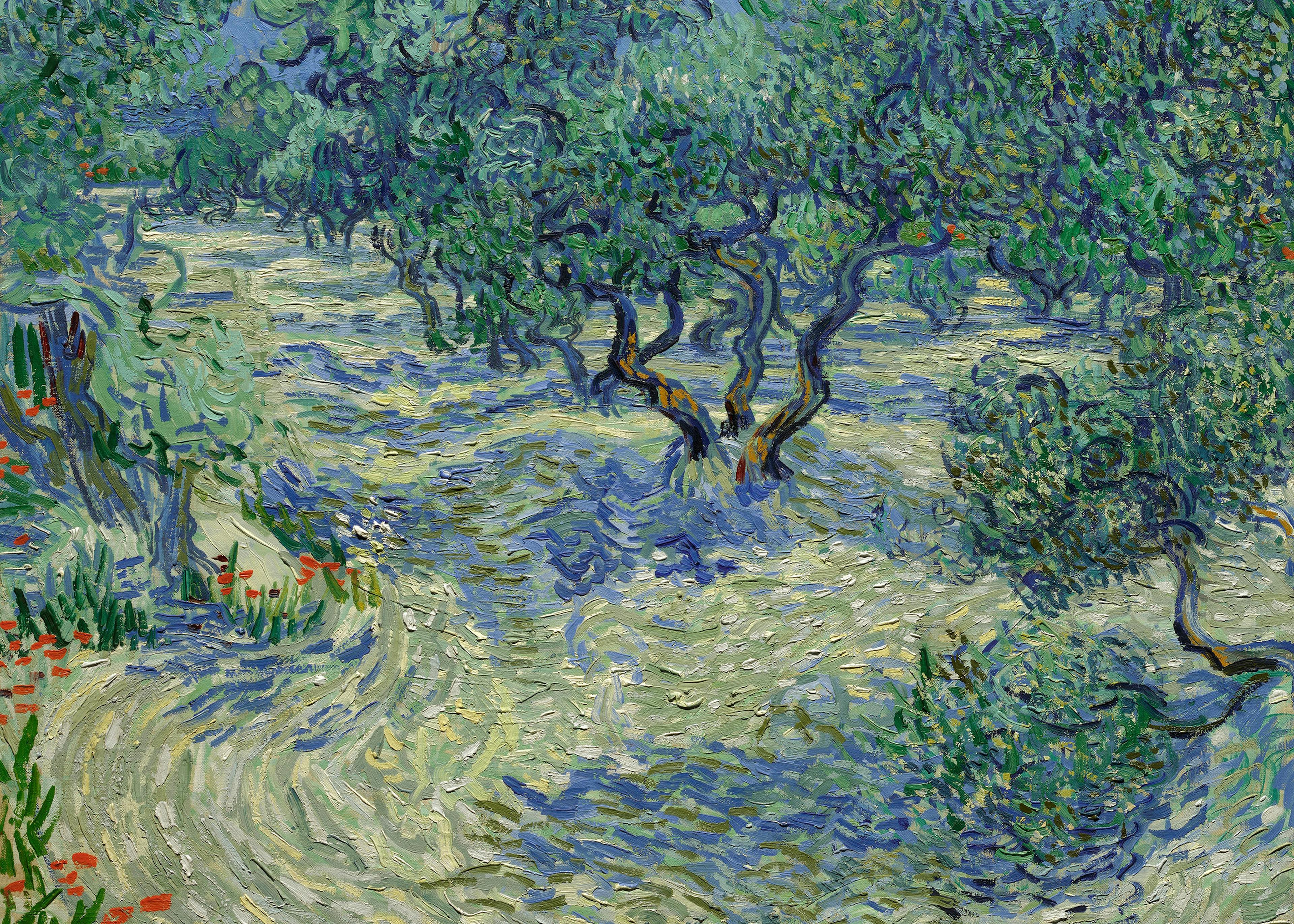 Vincent Van Gogh - Olivar Póster 0