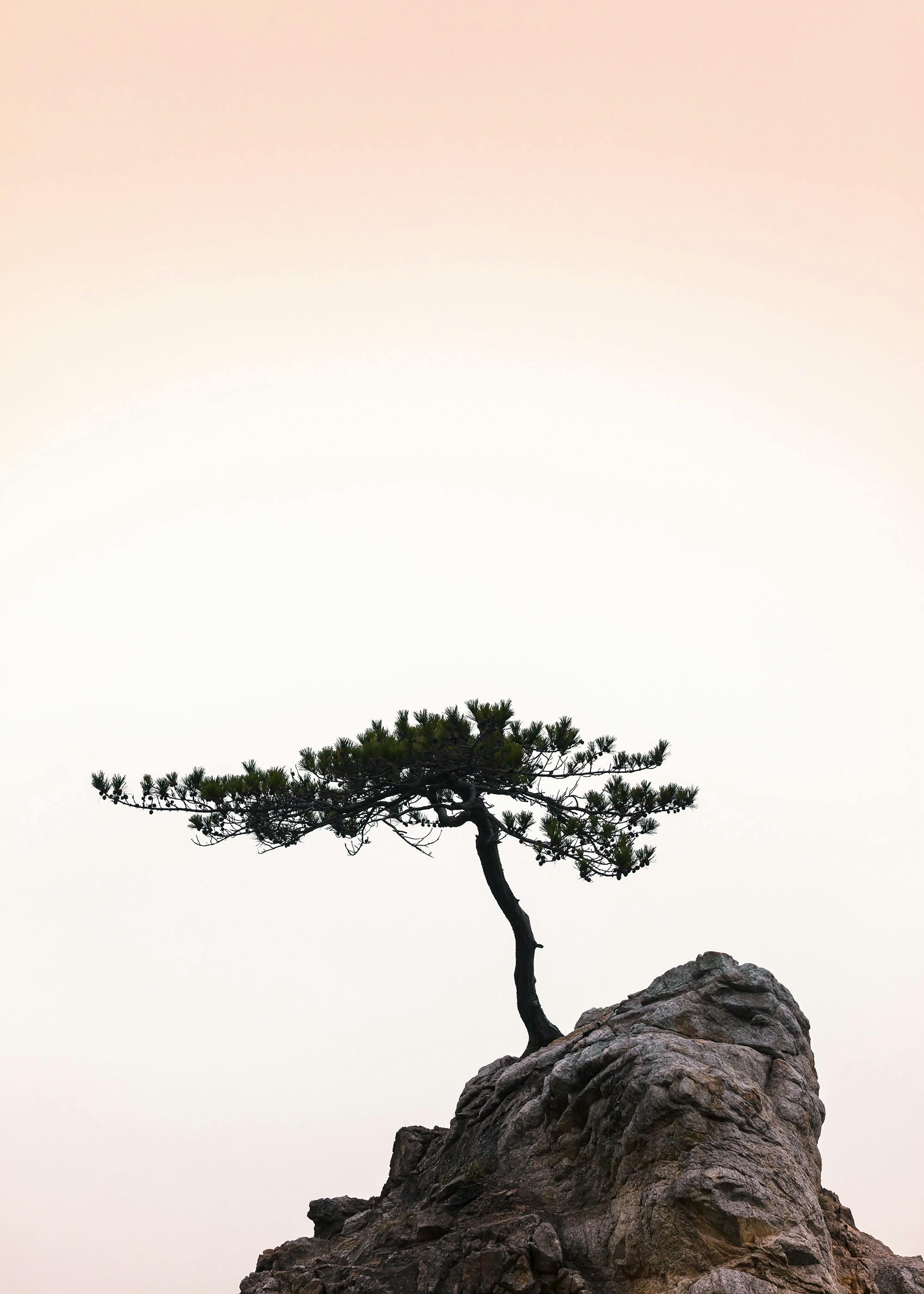 Baum der Stille Poster 0