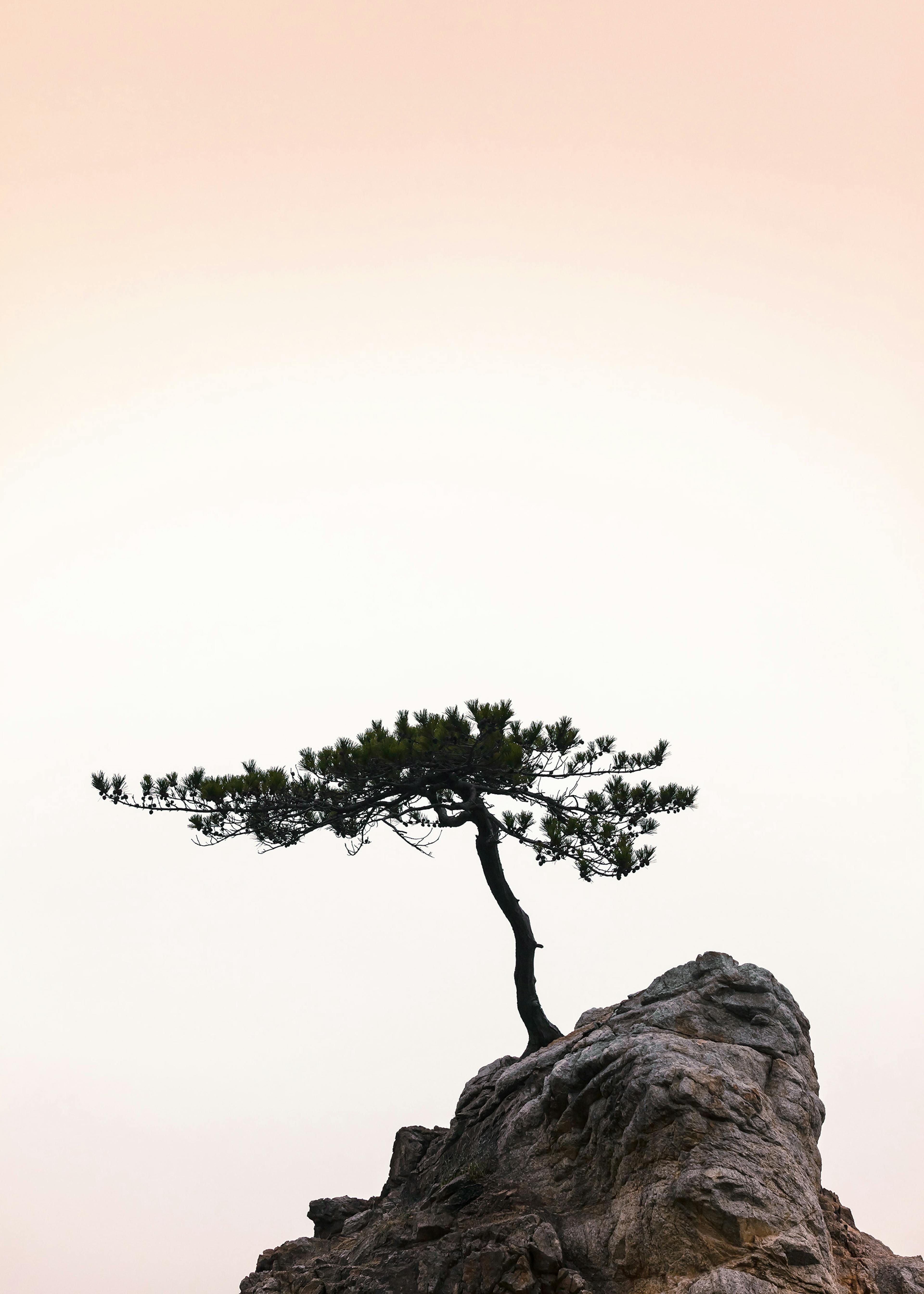 Baum der Stille Poster 0