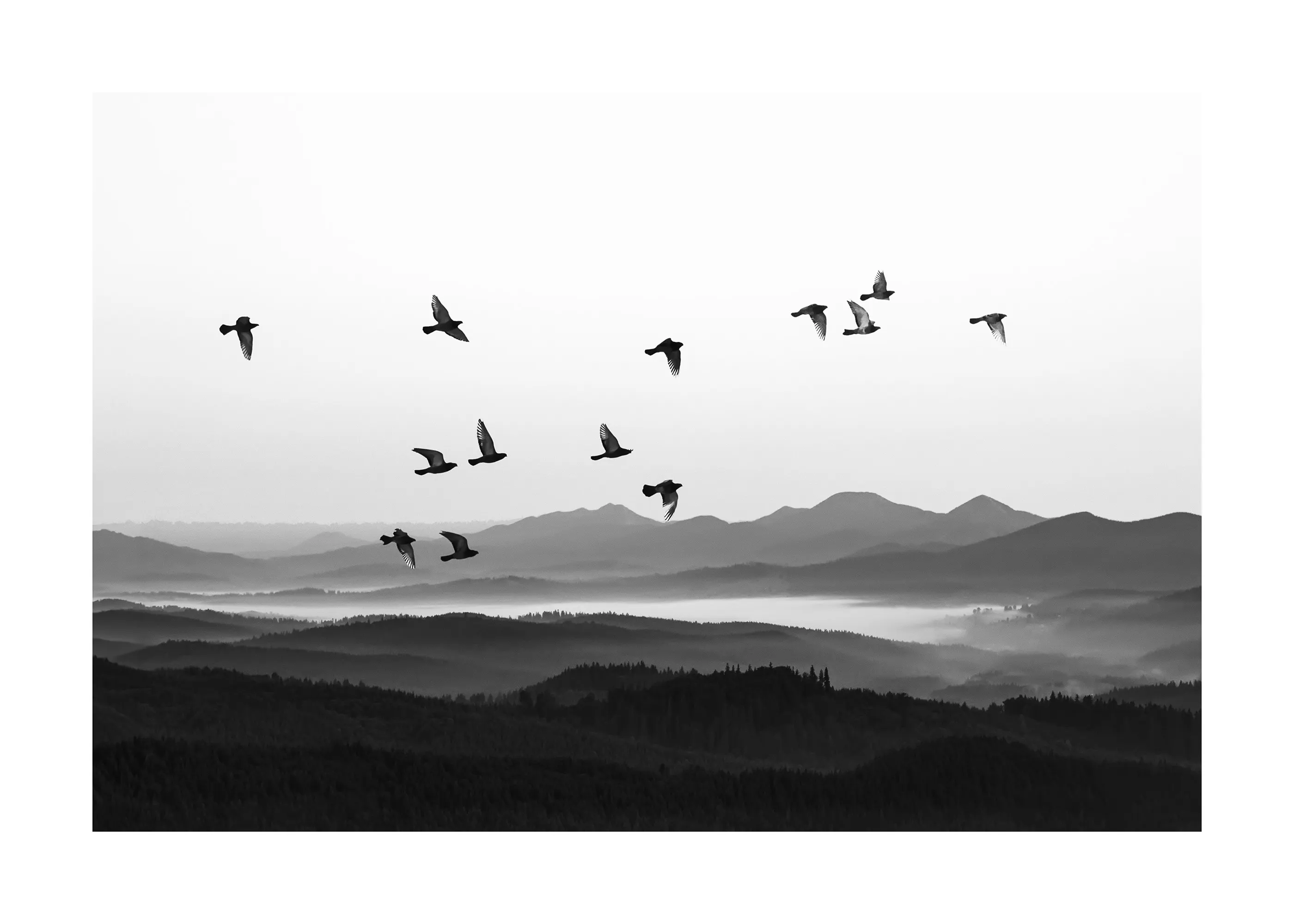 Birds Silhouettes Poster 0