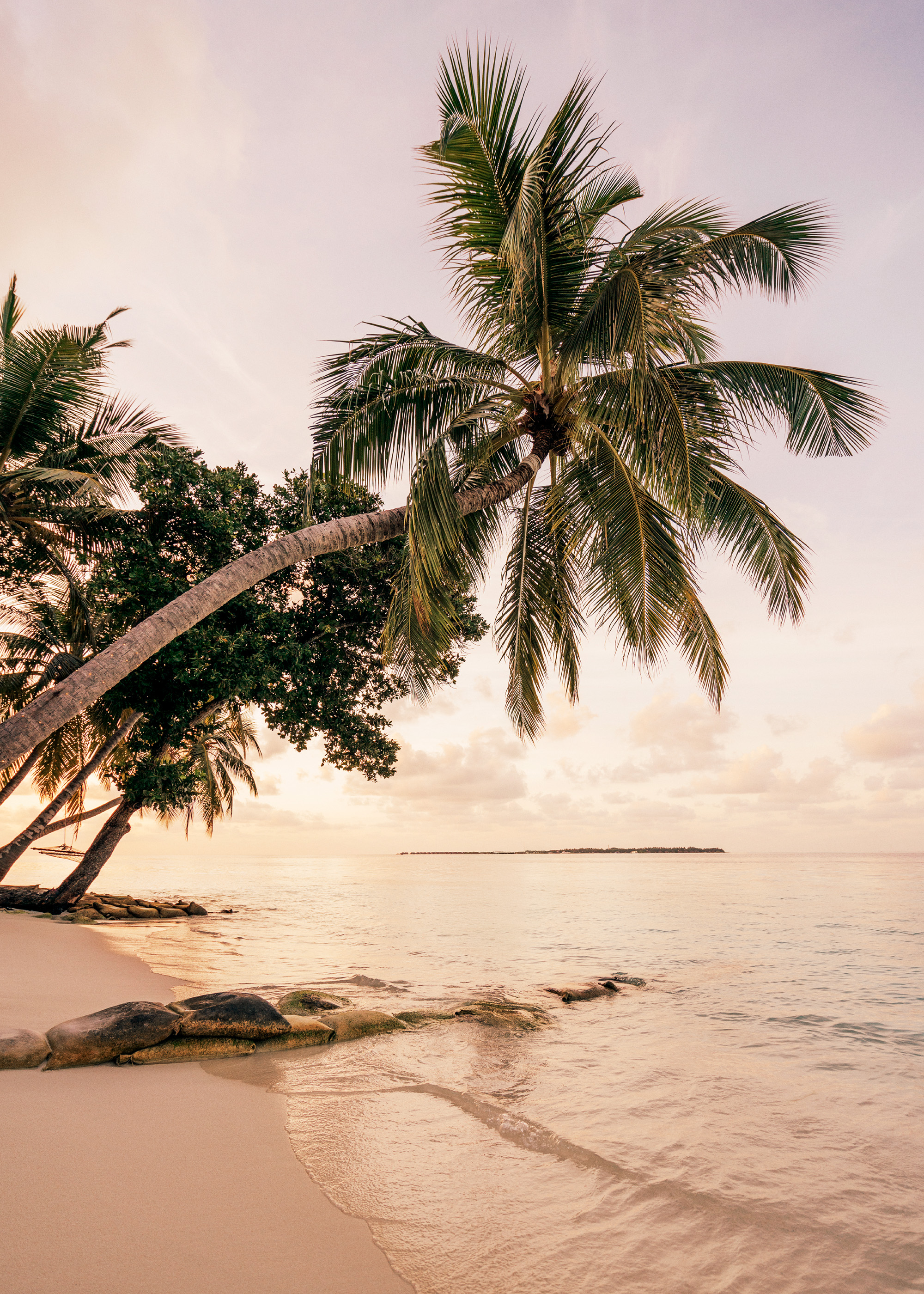 Tropical Paradise Beach Palm Tree Poster | Poster Store CA