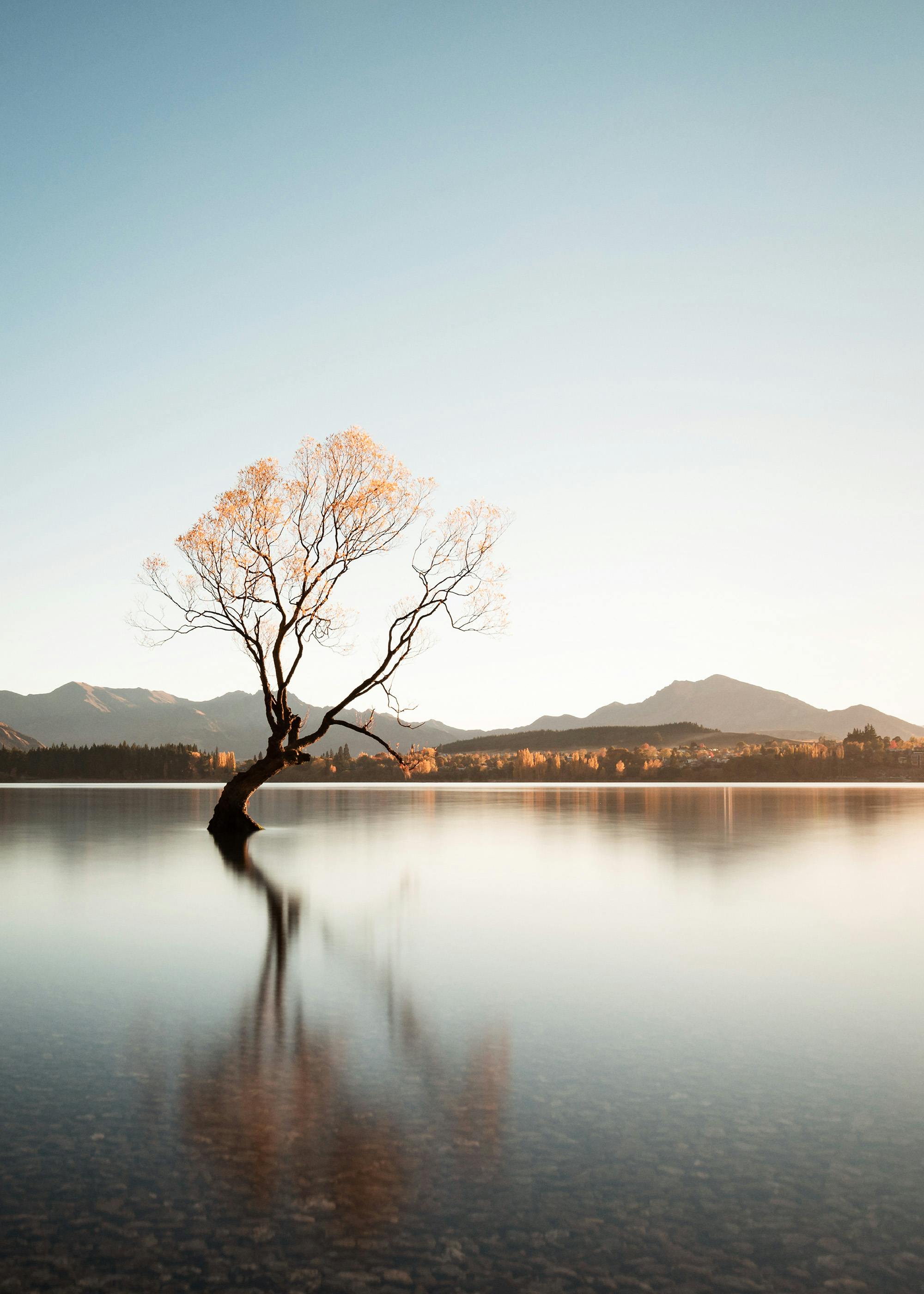 Wanaka Tree New Zealand Poster 0