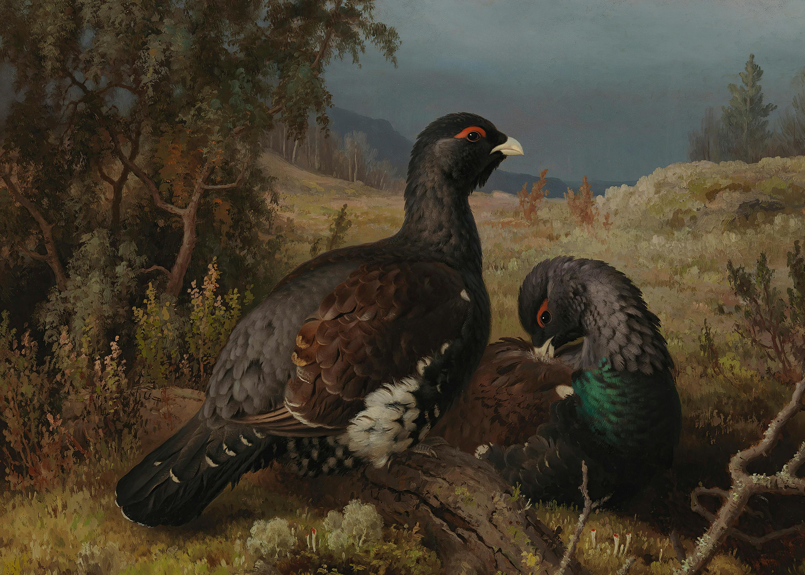 Ferdinand von Wright - Tetru Mare Poster 0