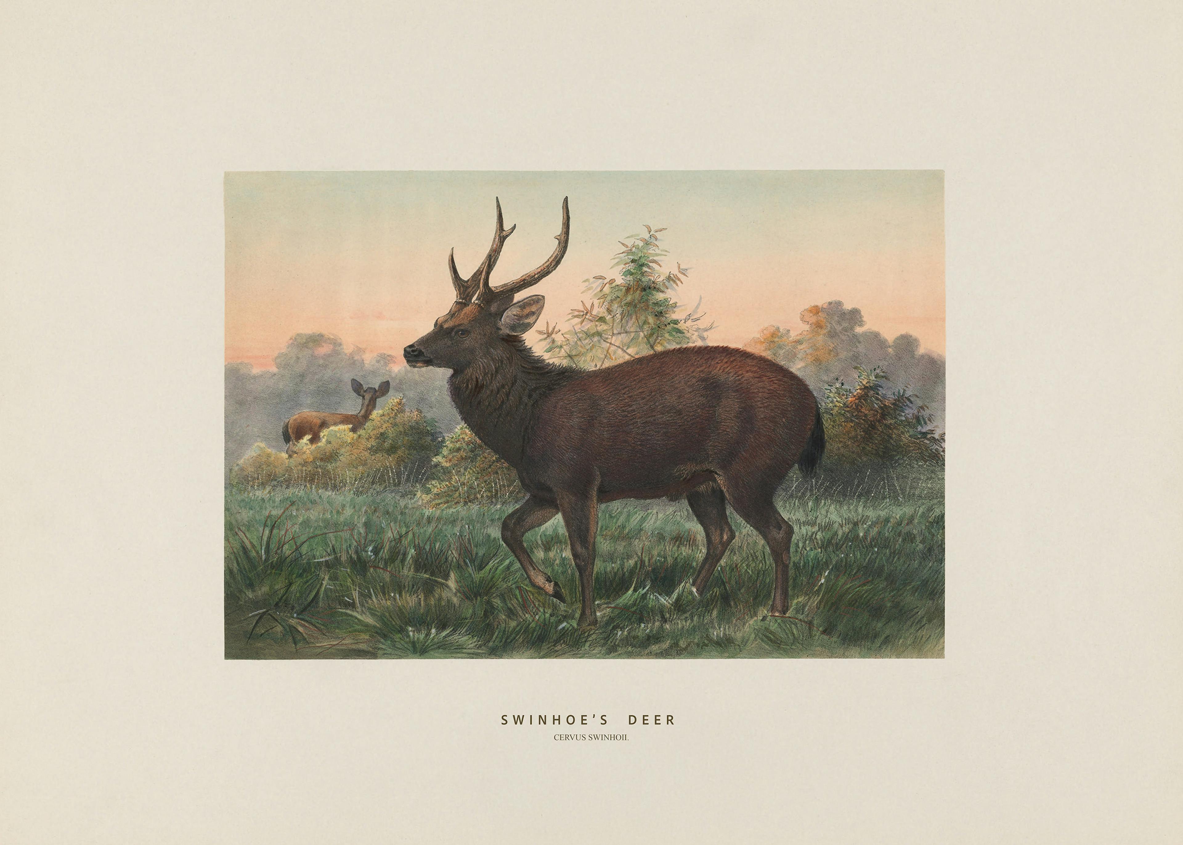 Joseph Wolf - Swinhoe's Deer Poszter 0