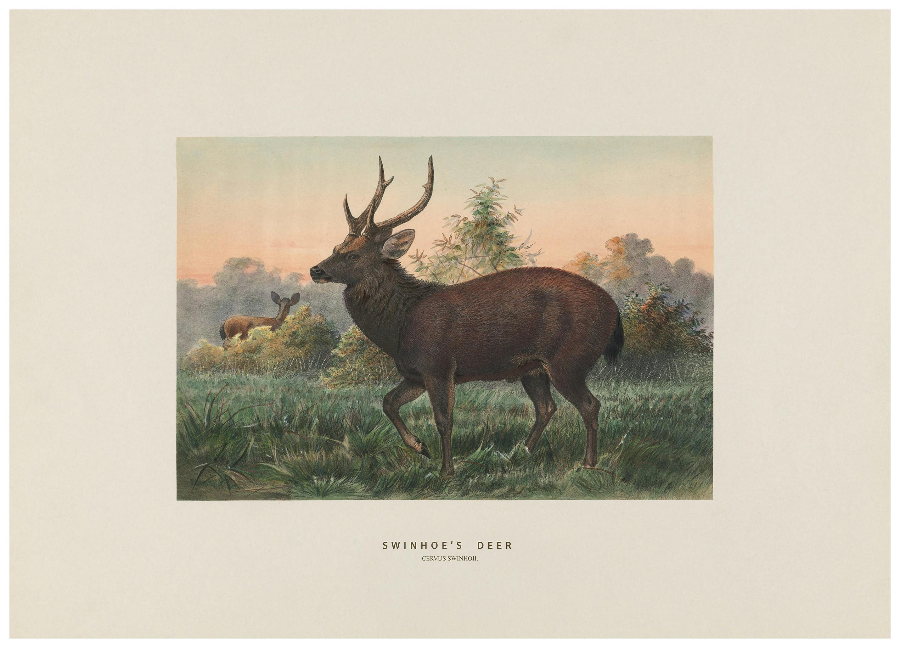 Joseph Wolf - Swinhoe's Deer Poster (50x70 cm) - Poster Store