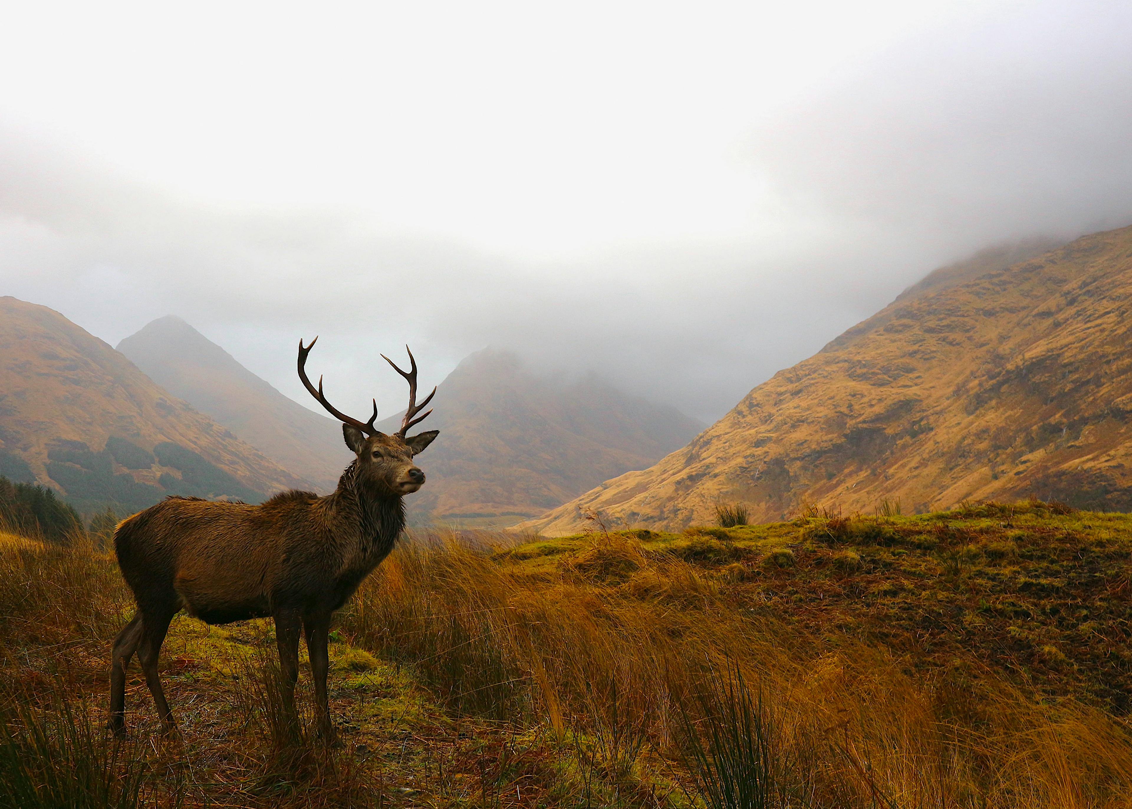 Majestueus Hert in Glencoe Schotland Poster 0