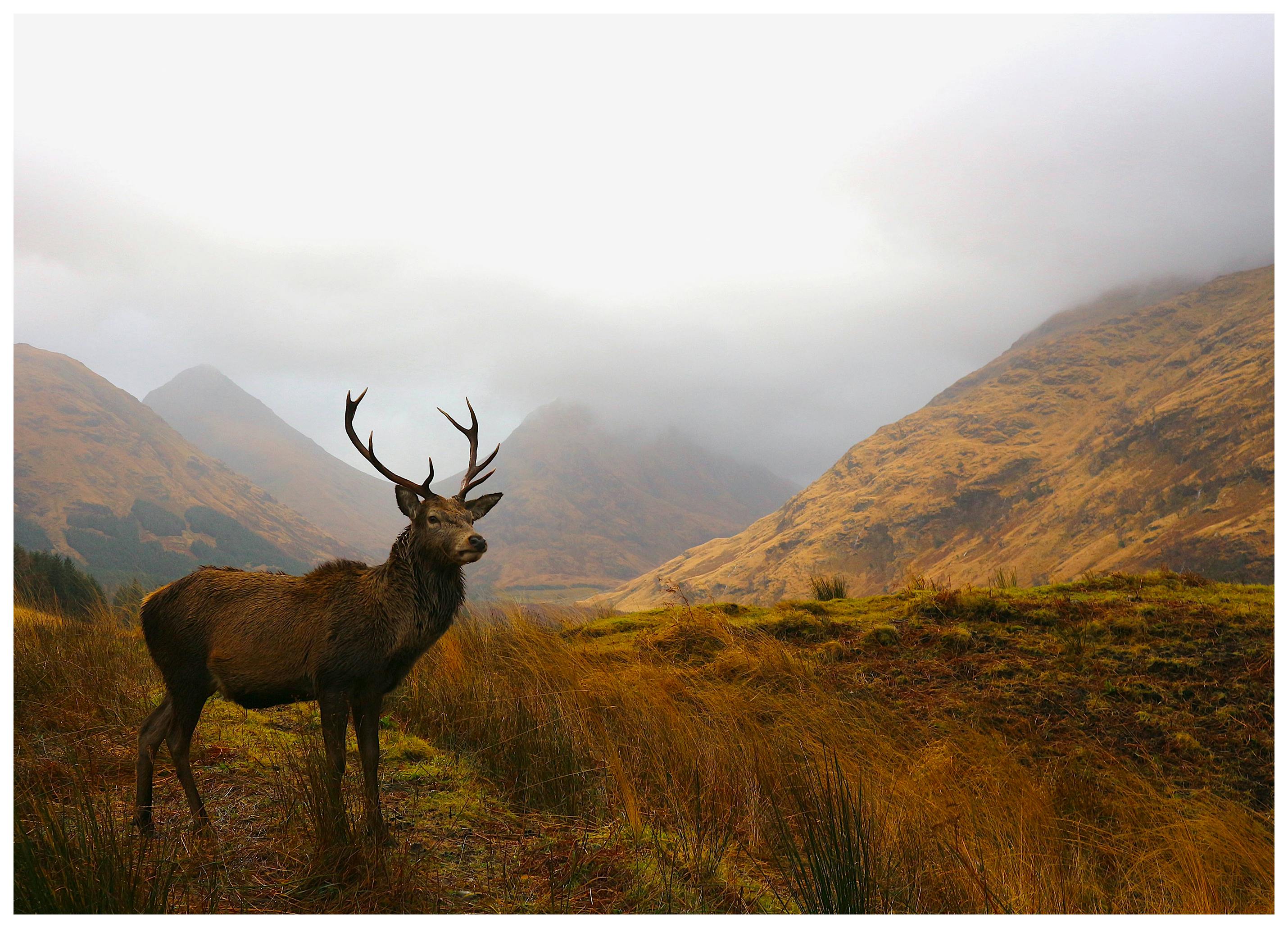 Majestic Stag in Glencoe Scotland Poster (70x100 cm) - Poster Store