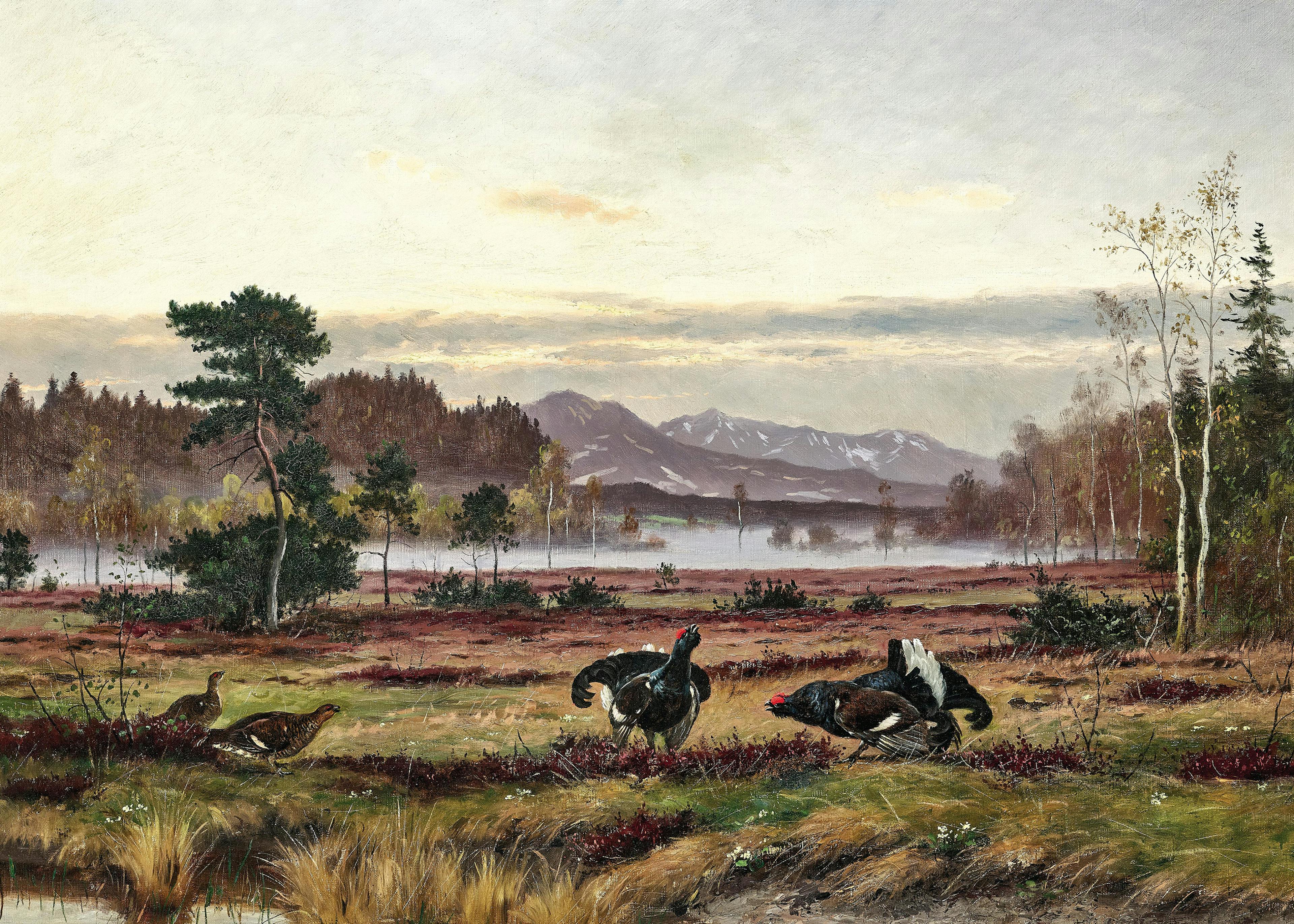 Otto Recknagel - Nyírfajd Udvarlás Poszter 0