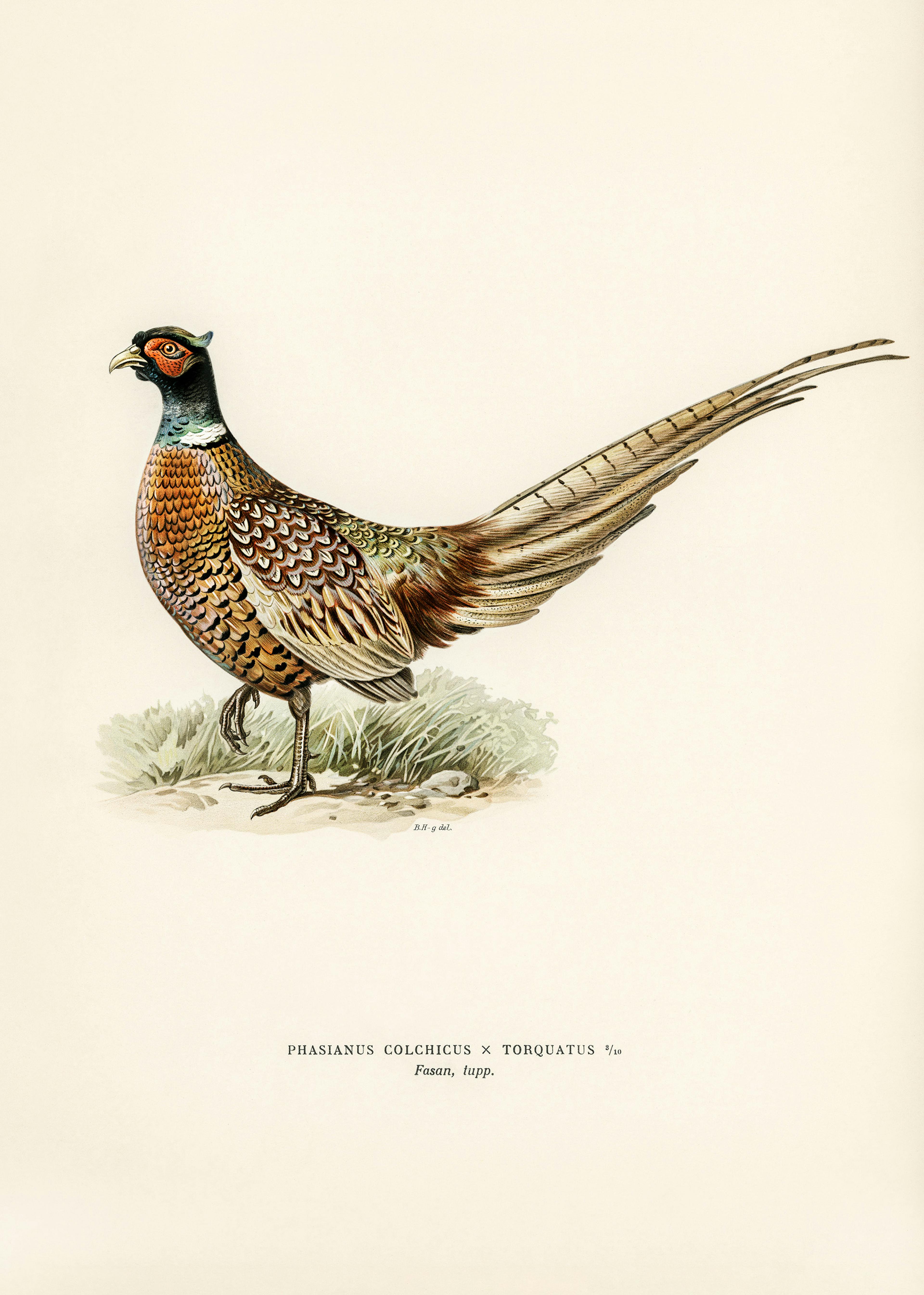 Nyakörves Fácán Poszter - The von Wright Brothers 0