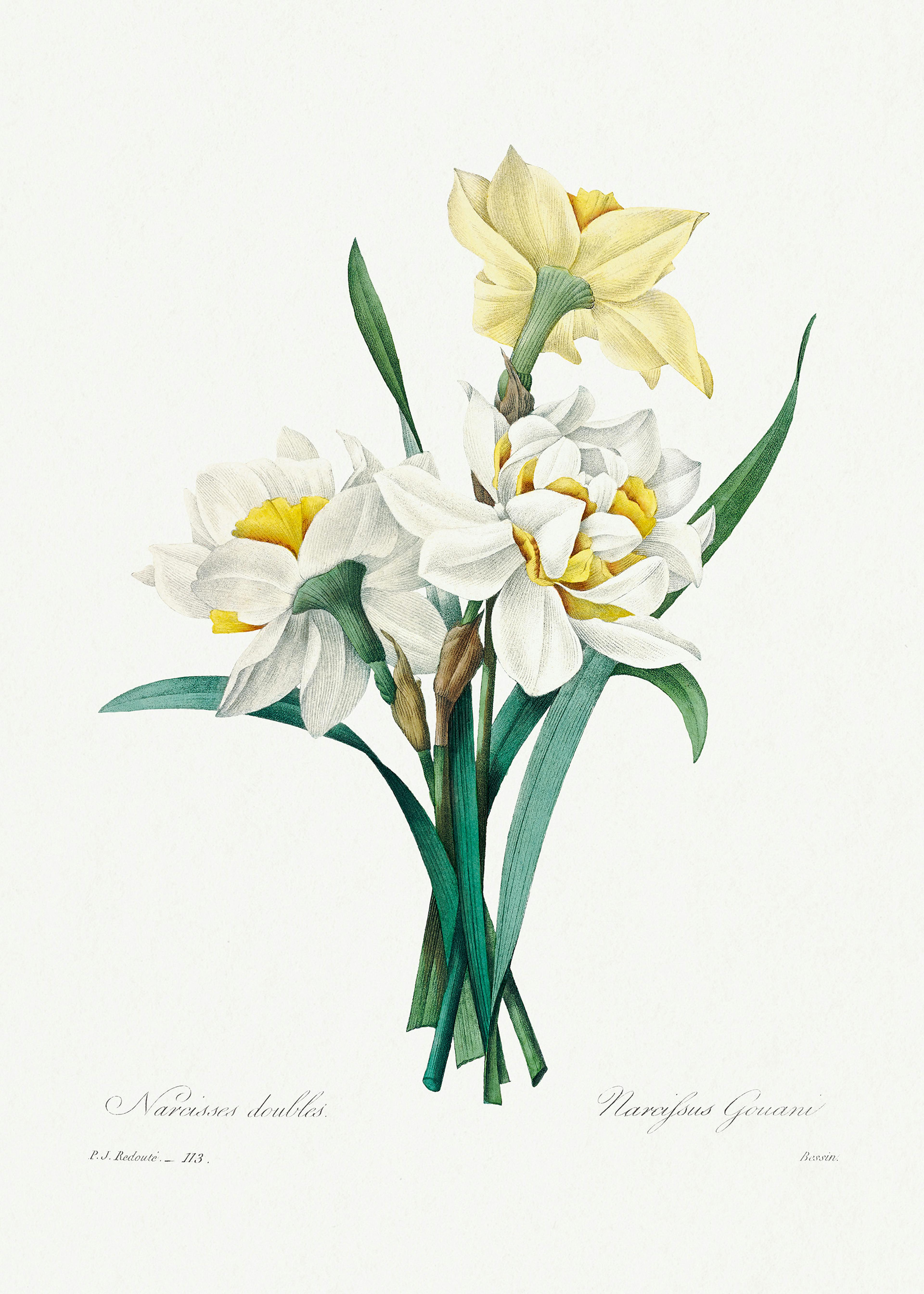 Elegant Narcissus Botanical Poster 0
