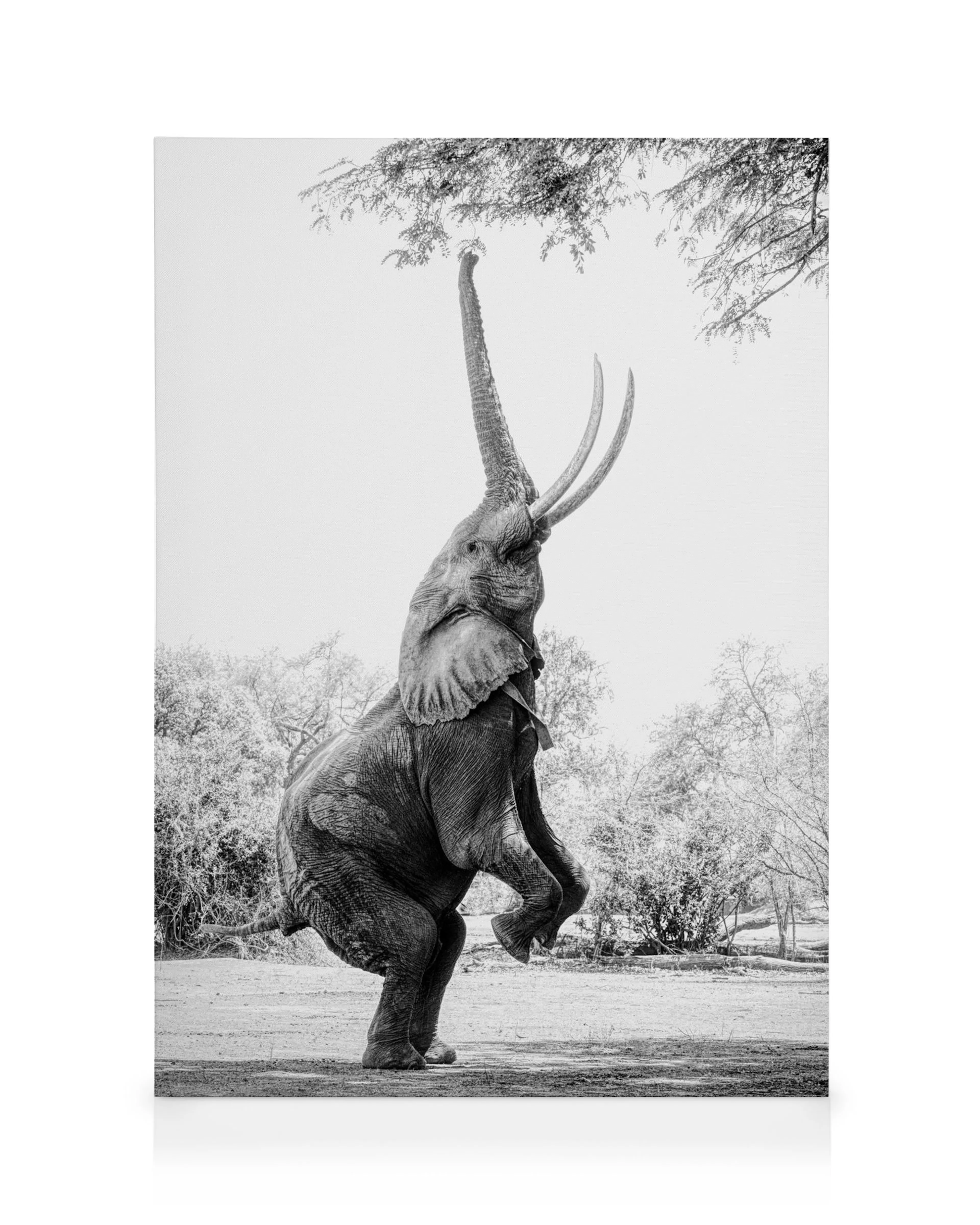 Balancing Elephant Canvas print 0