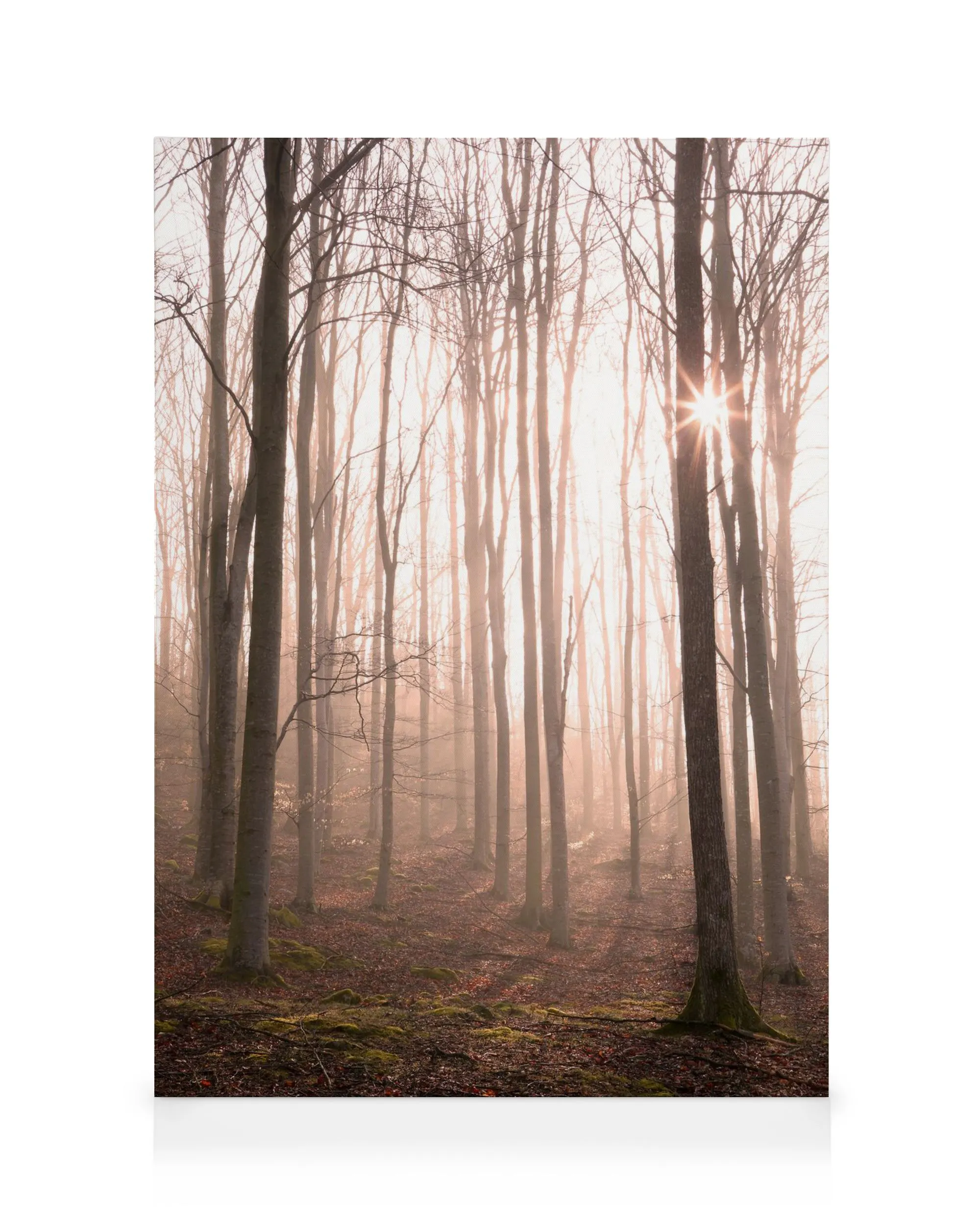 Forest in Fog Canvas print 0