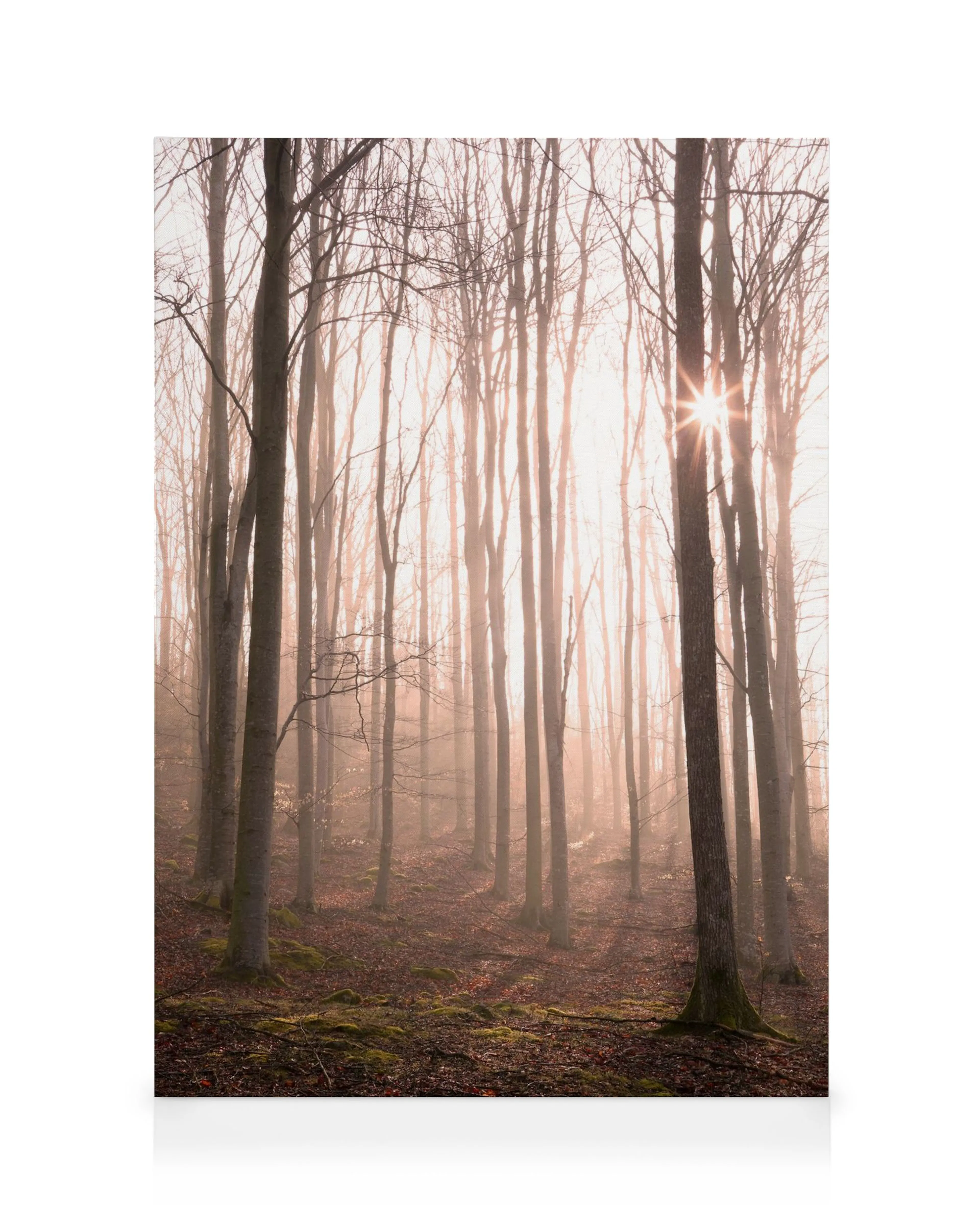 Forest in Fog Canvas print 0