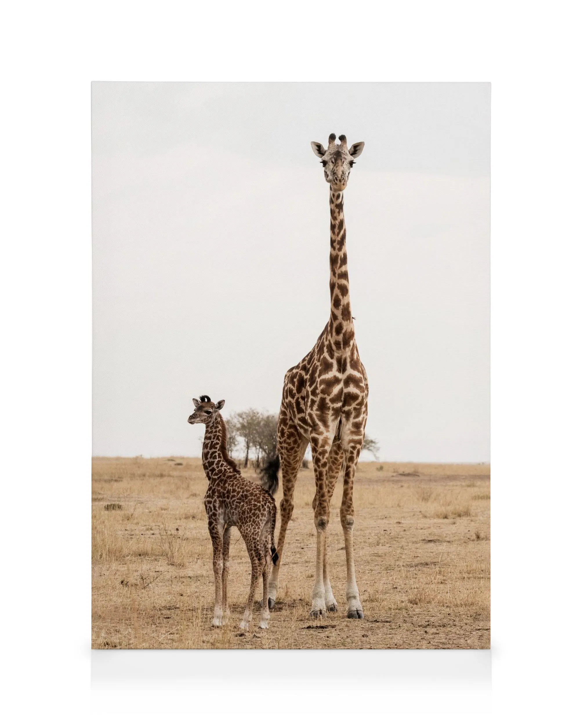 Mother and Baby Giraffe Canvas print 0