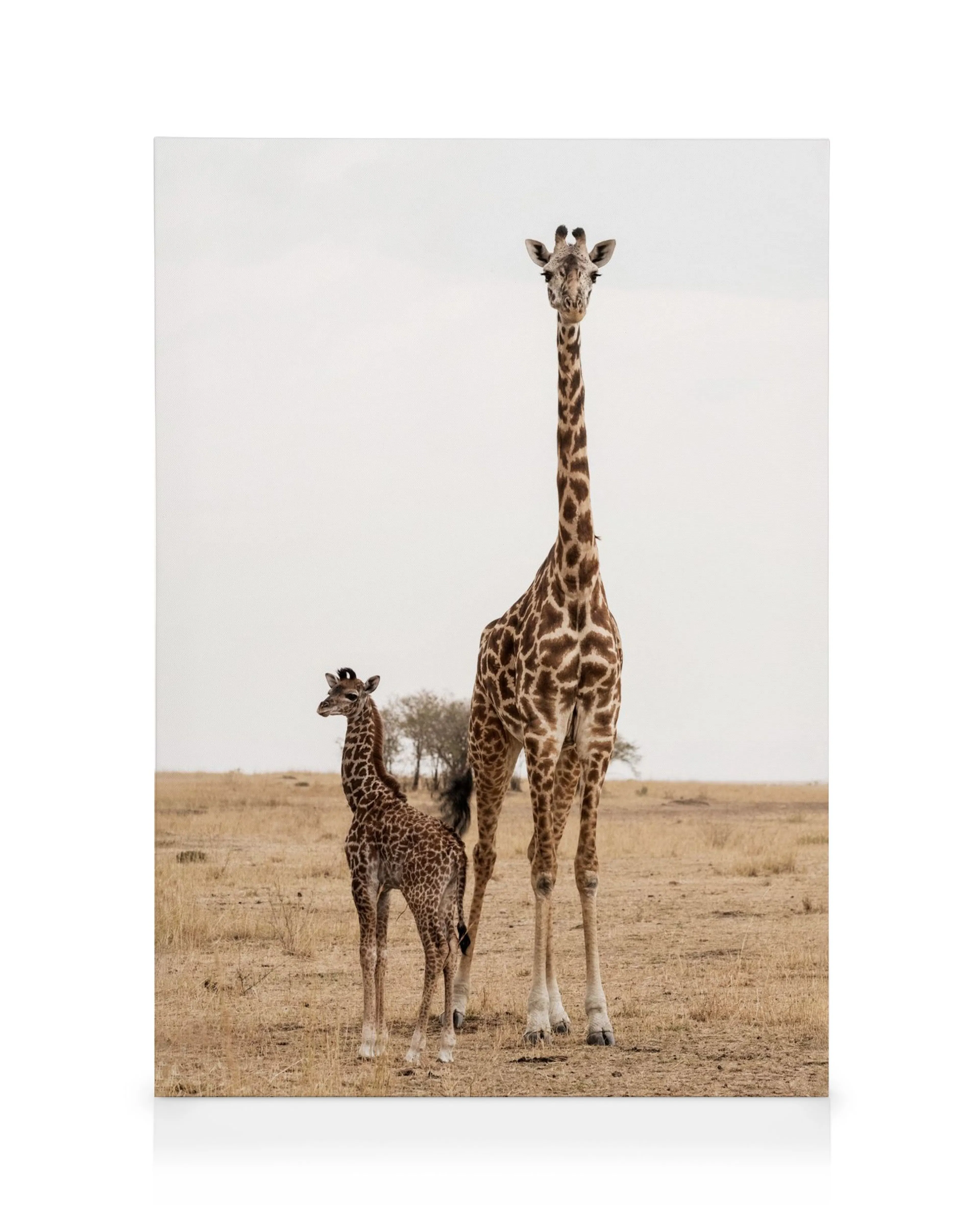 Mother and Baby Giraffe Canvas print 0