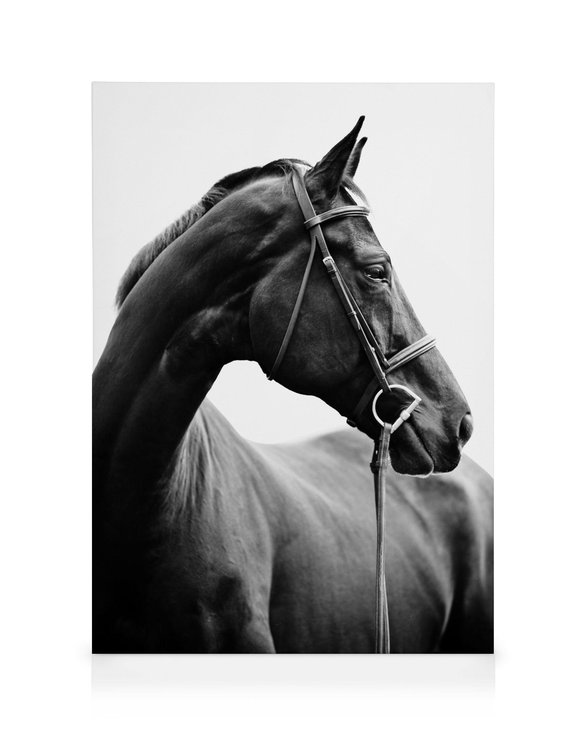 Portrait of Horse Canvas print (50x70 cm) - Poster Store