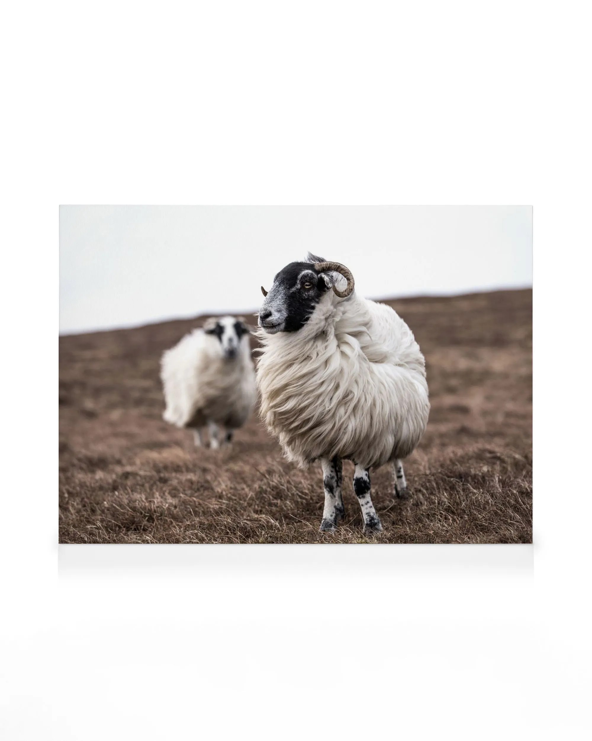 Sheep Canvas print 0