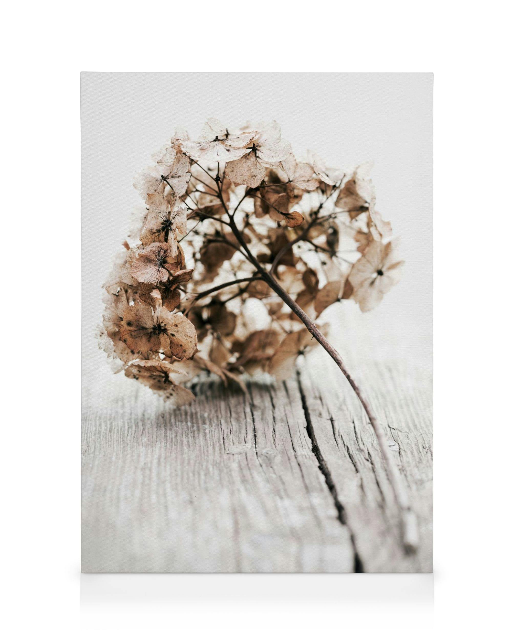 Canvas Prints - Hydrangea Twig Canvas print (30x40 cm - Black Frame) - Poster Store