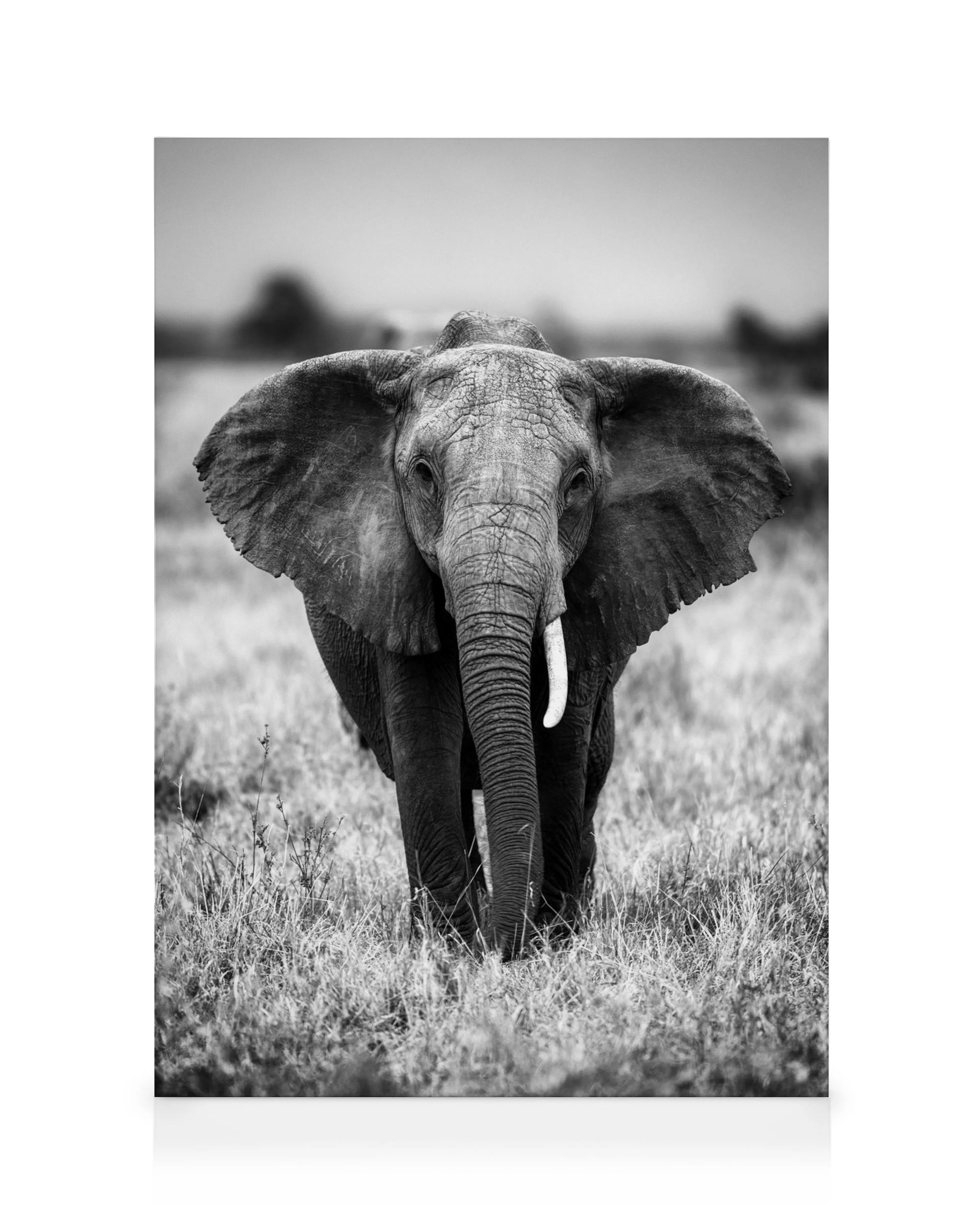 Elephant on the Savanna Canvas print 0