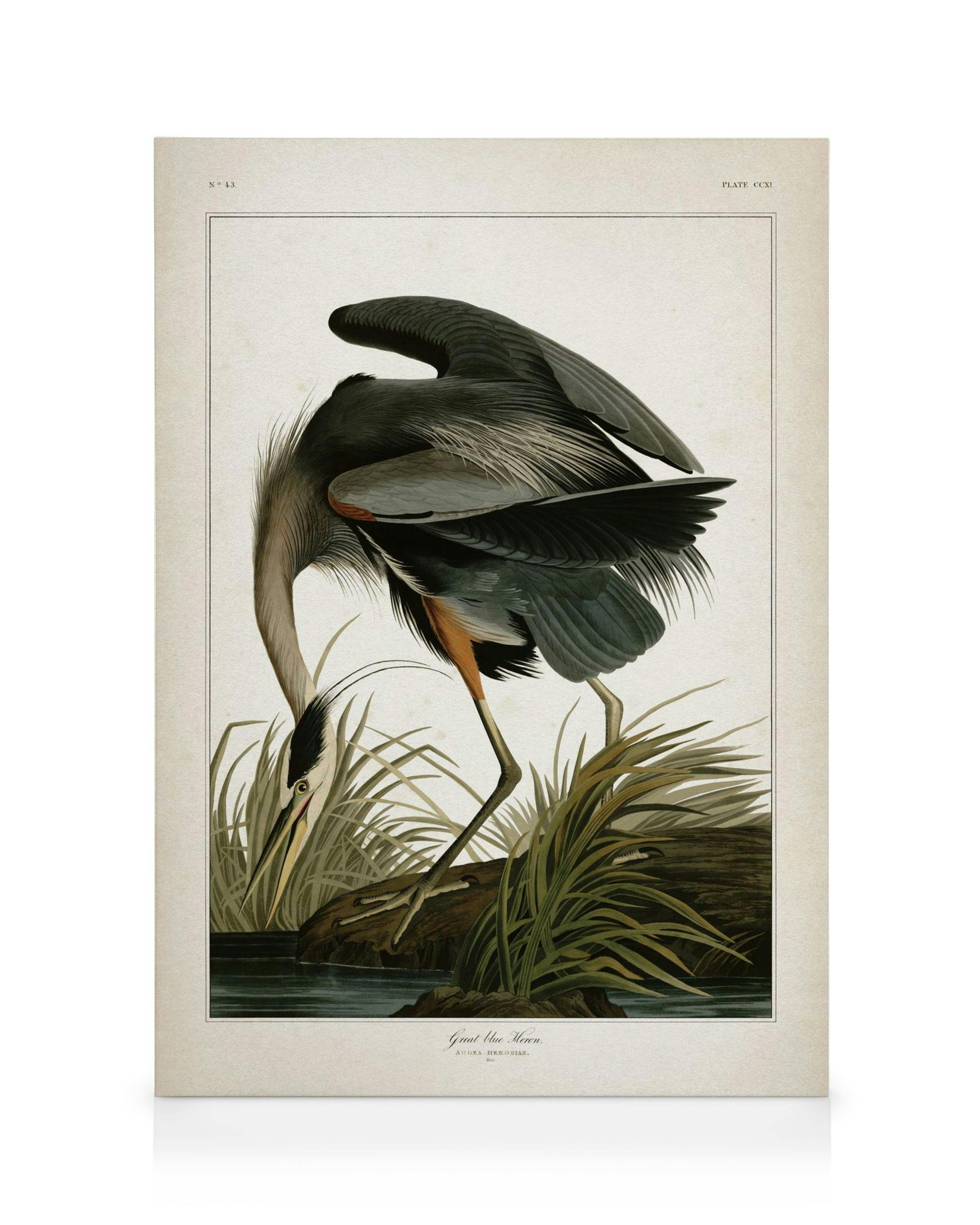 Canvas Prints - Great Blue Heron Canvas print (50x70 cm - Black Frame) - Poster Store