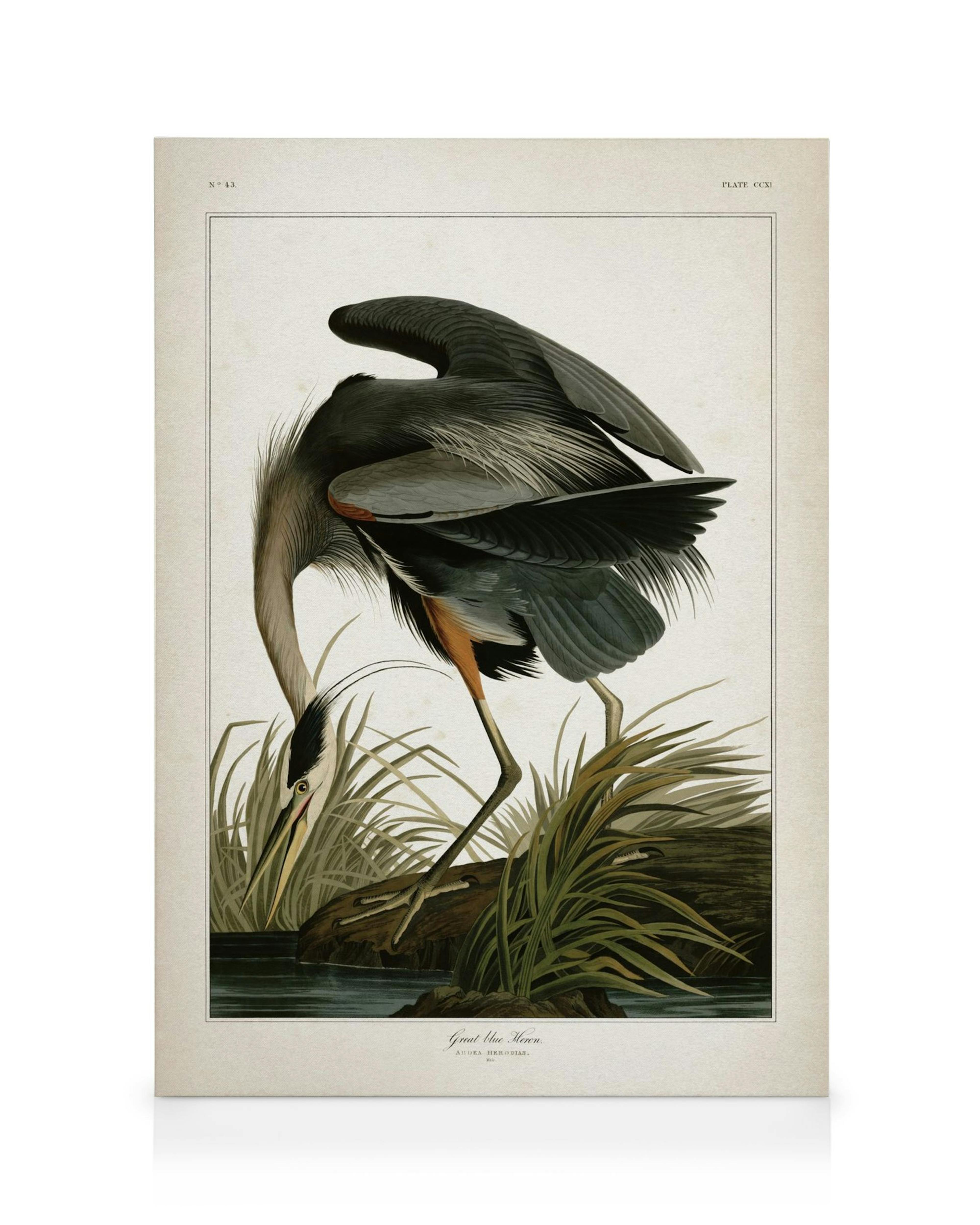 Great Blue Heron Canvas print 0