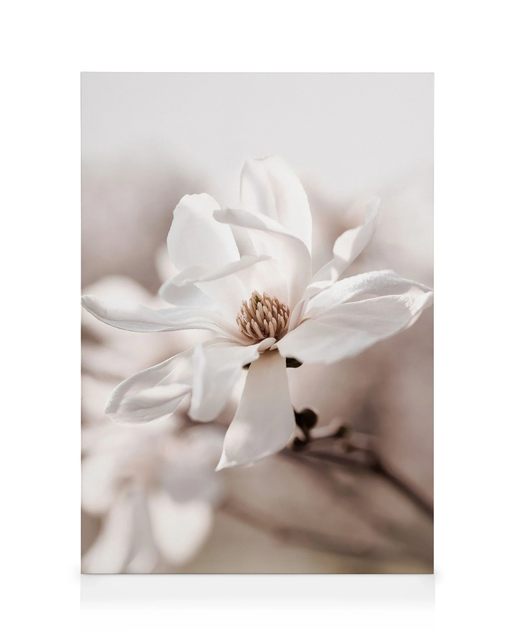 Star Magnolia Blossom Canvas print 0