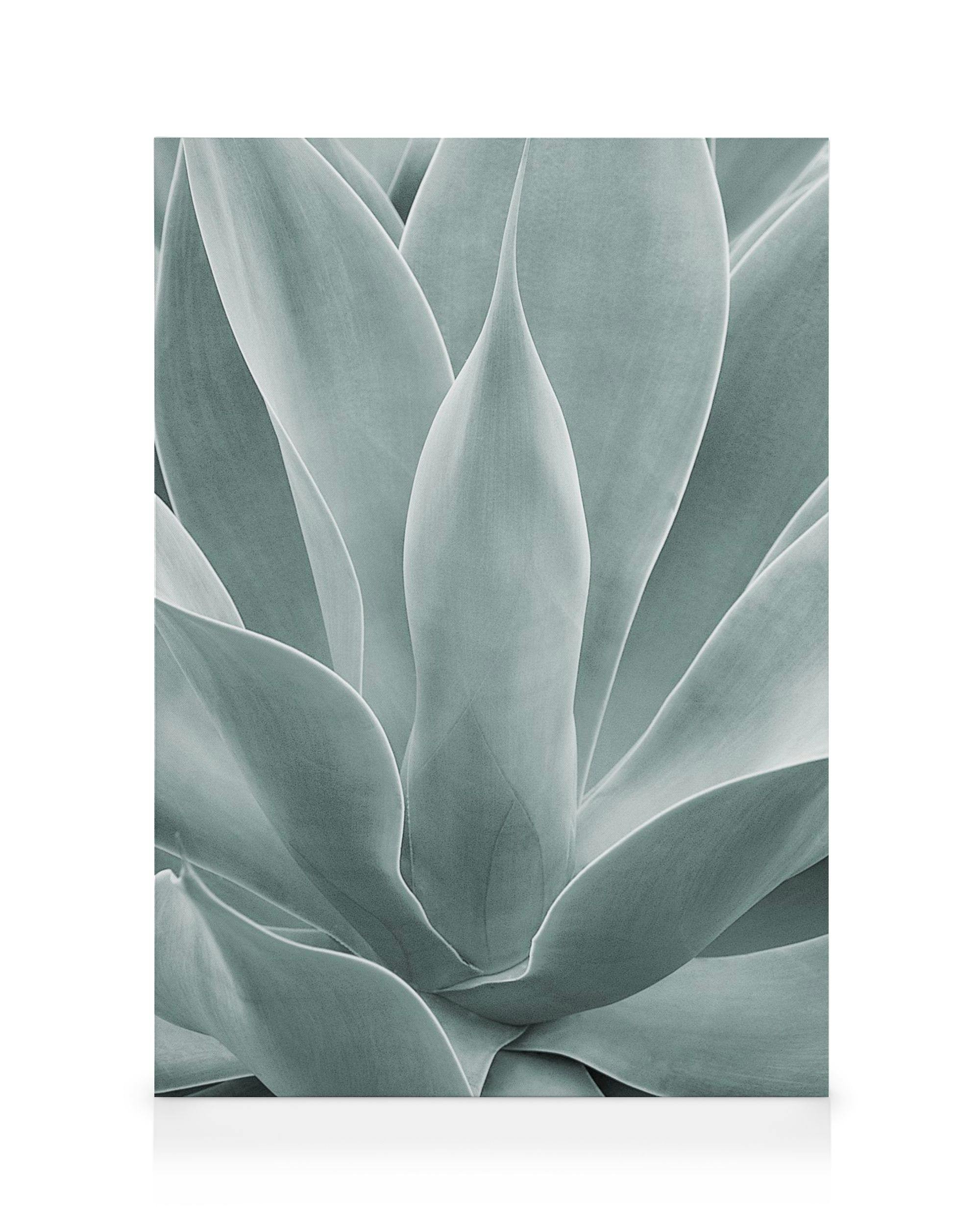 Agave Bladeren No1 Canvas (30x40 cm - Fotolijst Zwart) - Poster Store