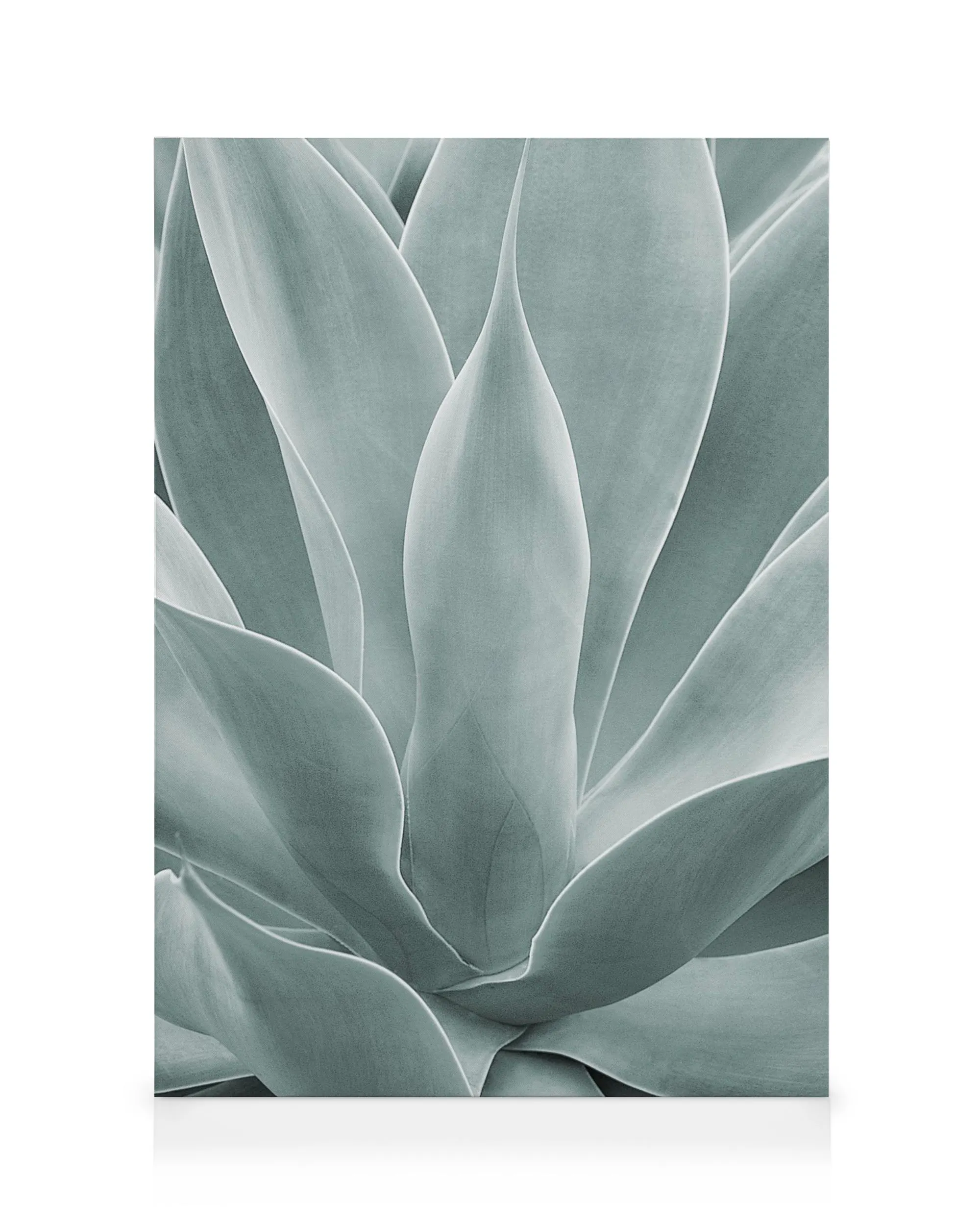 Agave Leaves No1 Canvas print 0