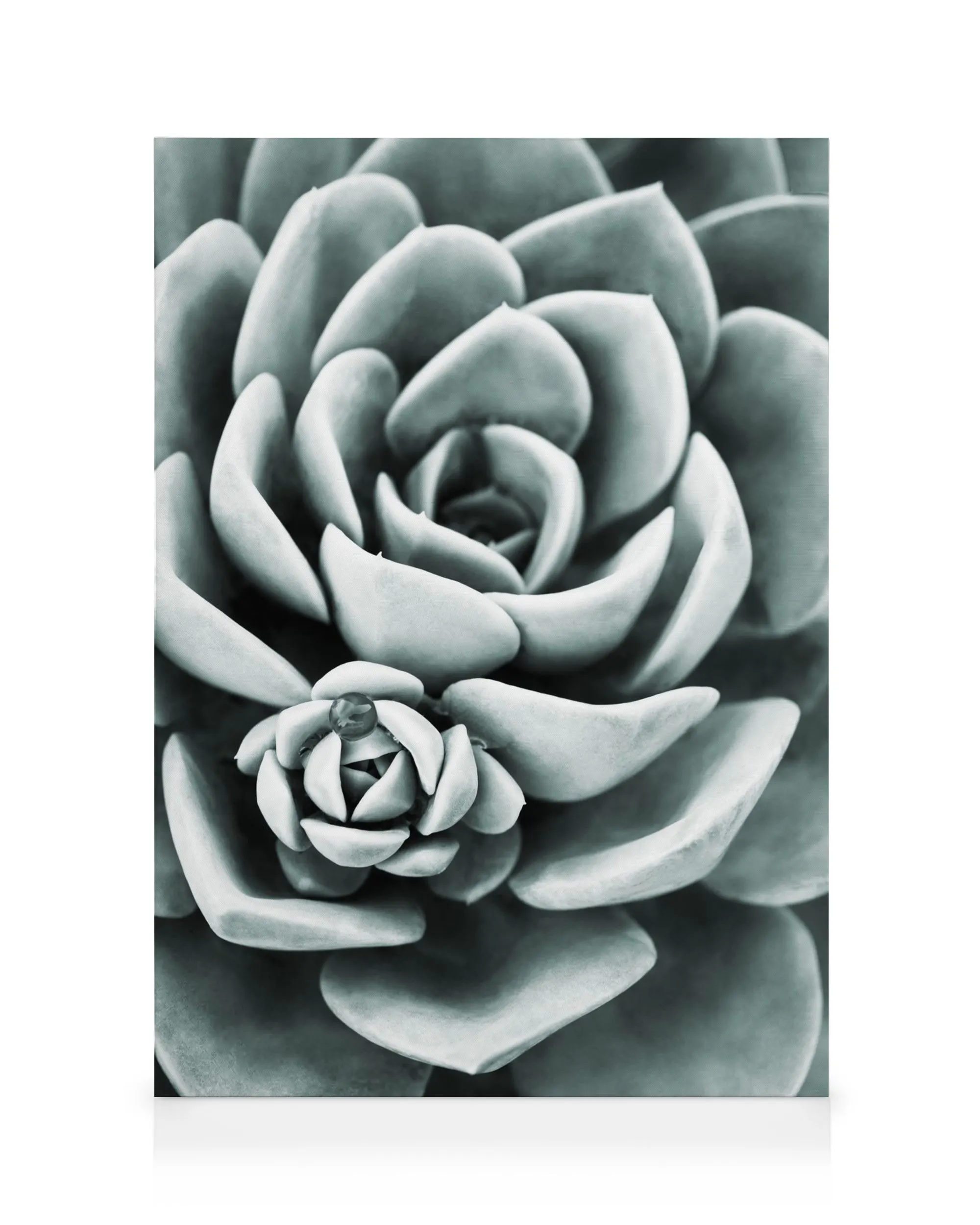 Mint Green Succulent Canvas print 0