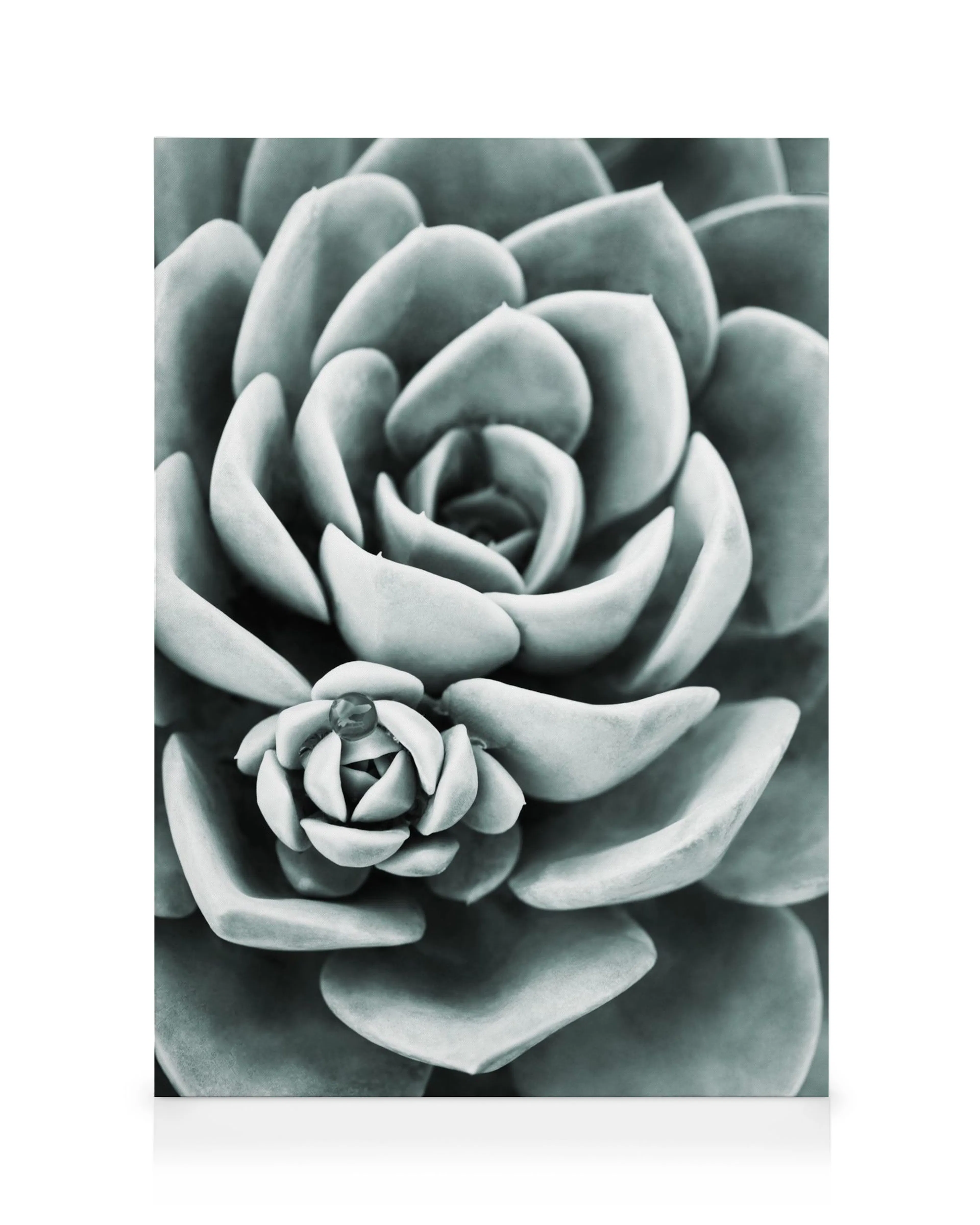Mint Green Succulent Canvas print 0