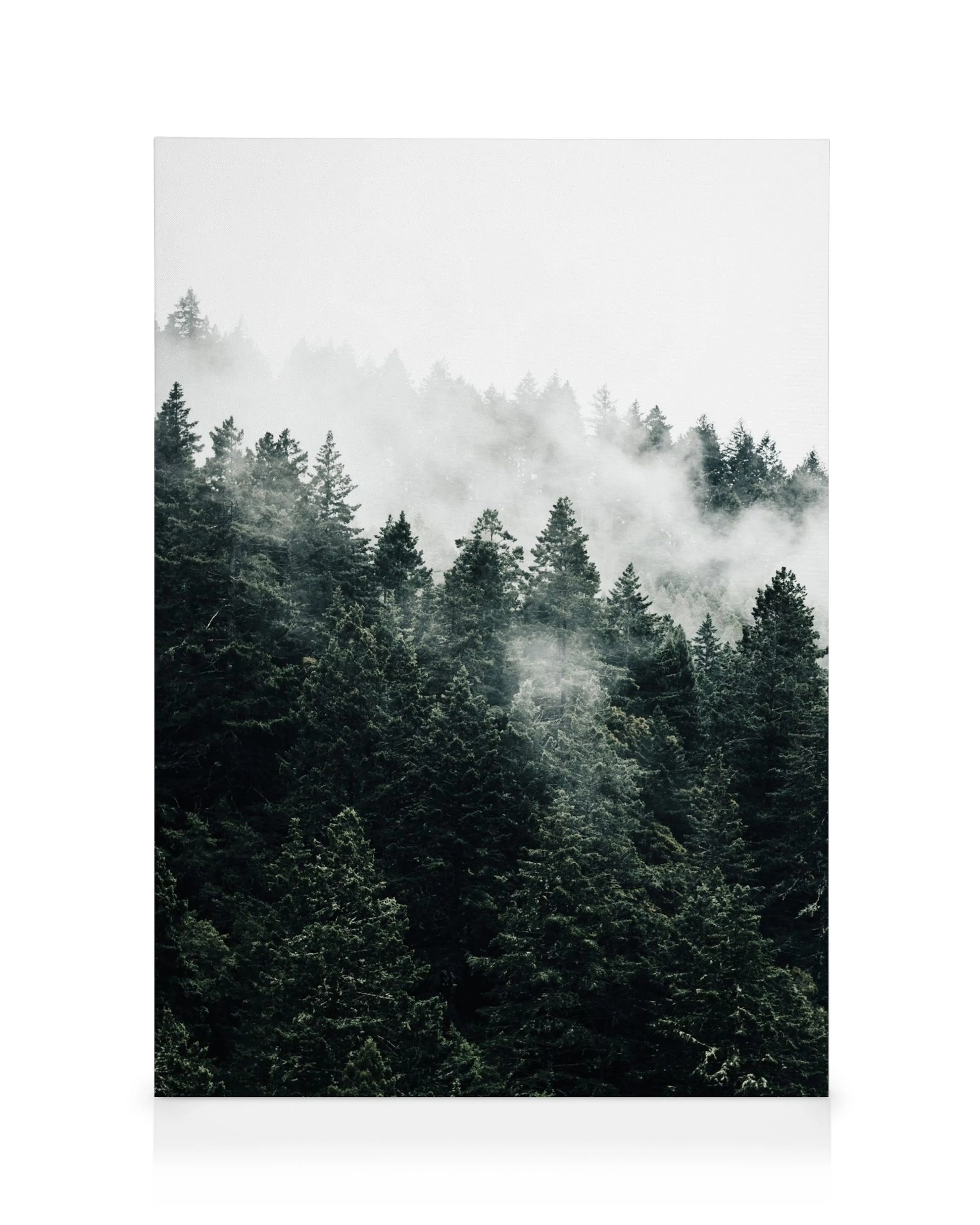 Pine Tree In The Fog Canvas print 0