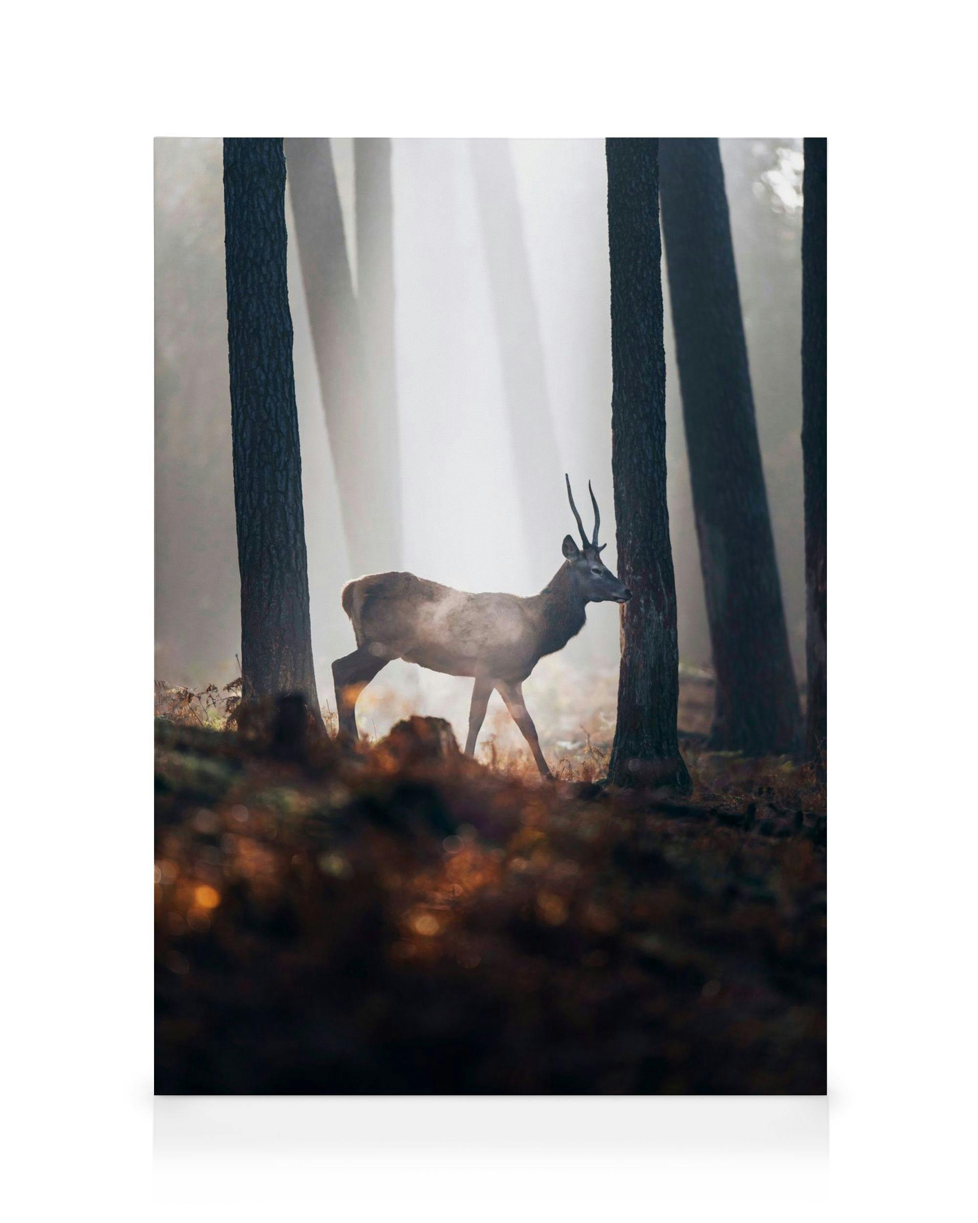 Canvas Prints - Red Deer Canvas print (30x40 cm) - Poster Store