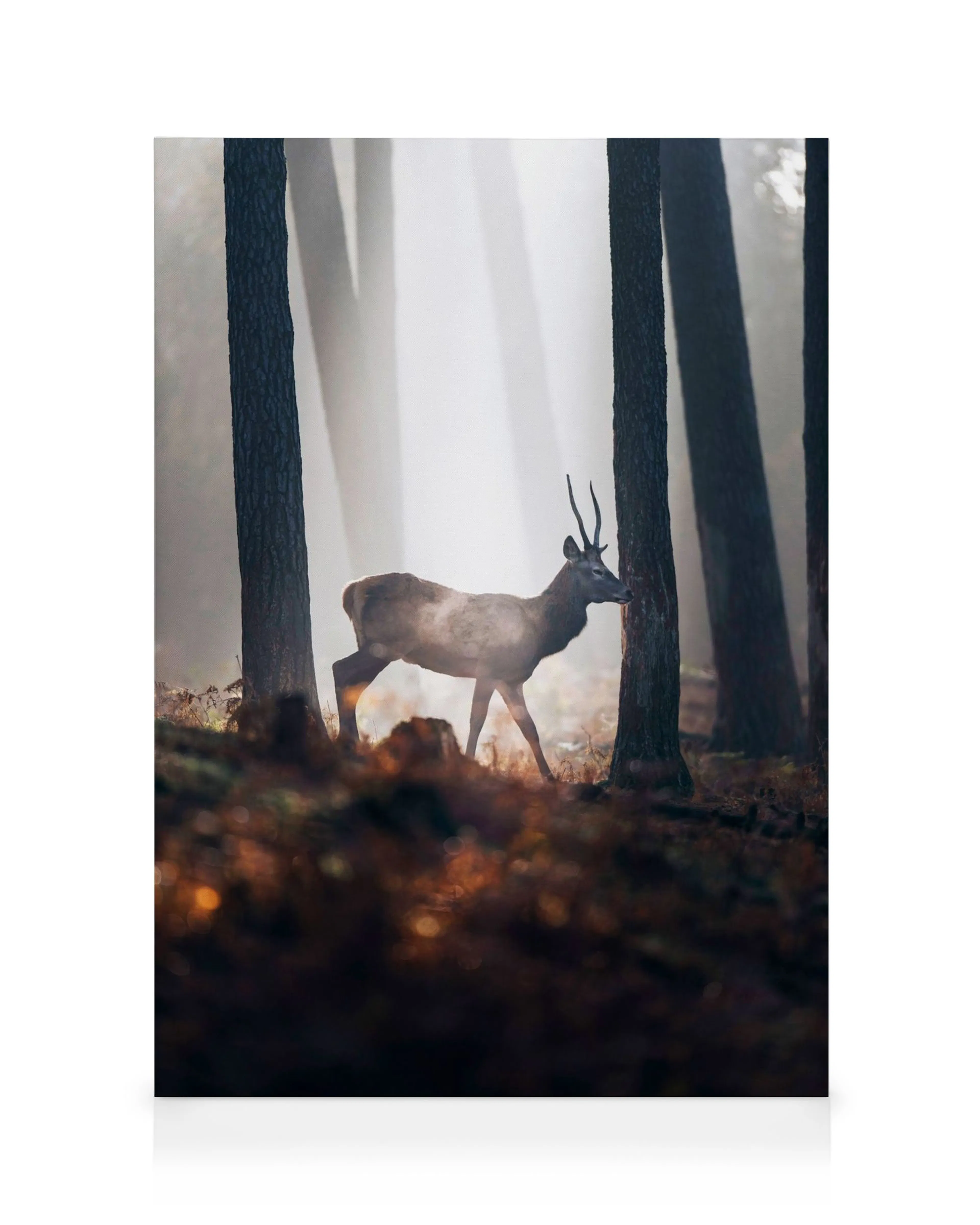 Red Deer Canvas print 0