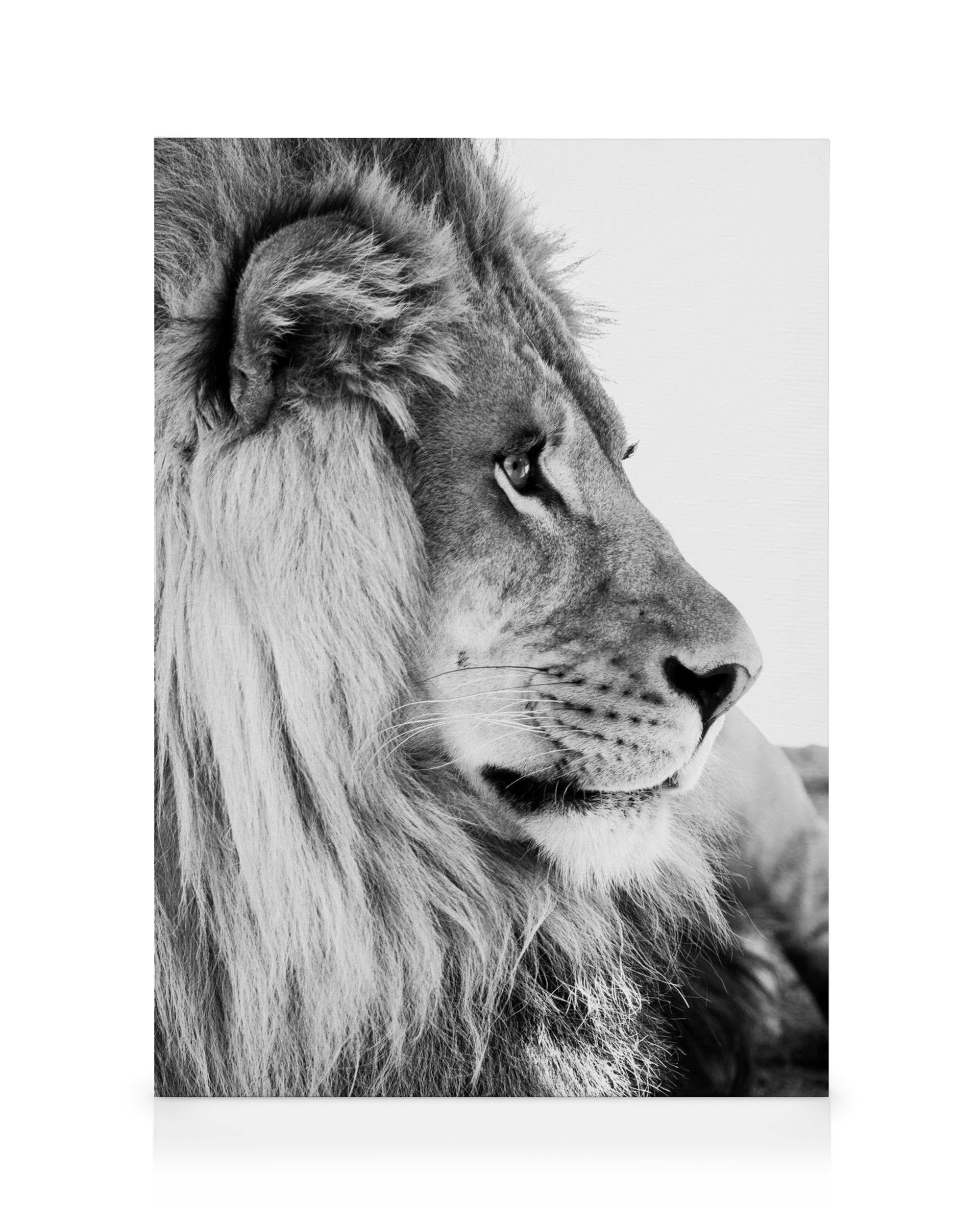 Toile Lion Profil (50x70 cm - Cadre noir) - Poster Store