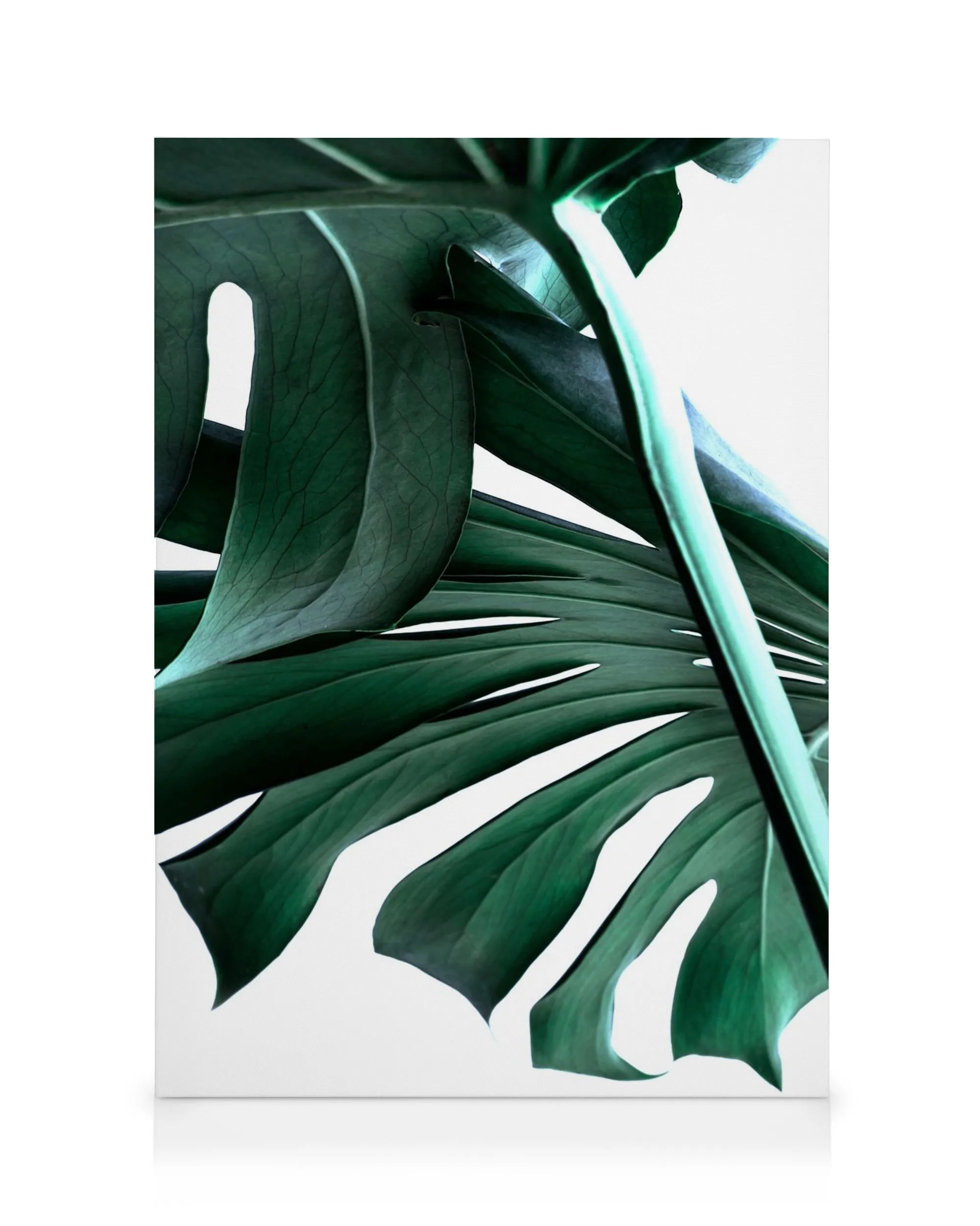 Big Monstera No.2 Canvas print 0