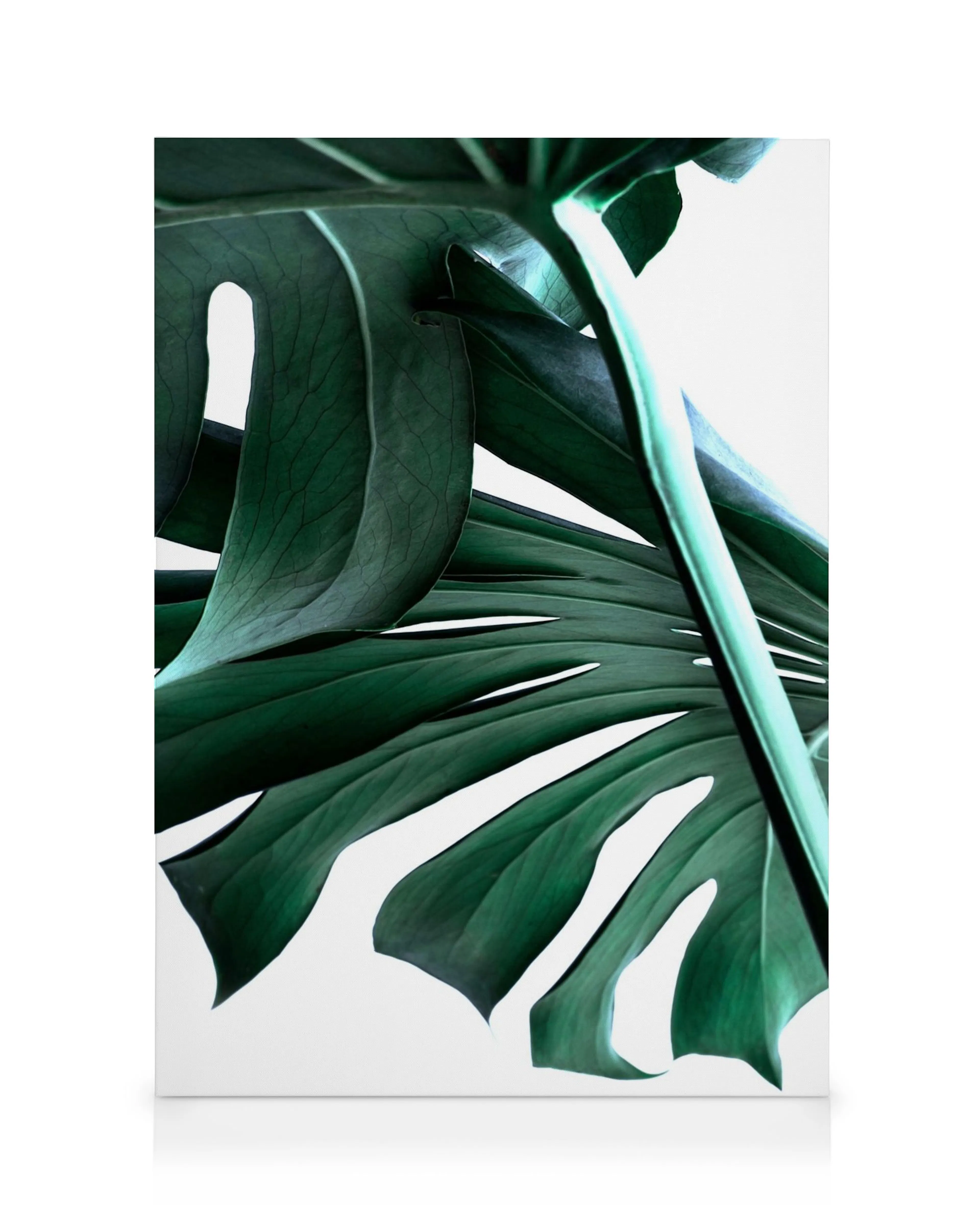 Big Monstera No.2 Canvas print 0