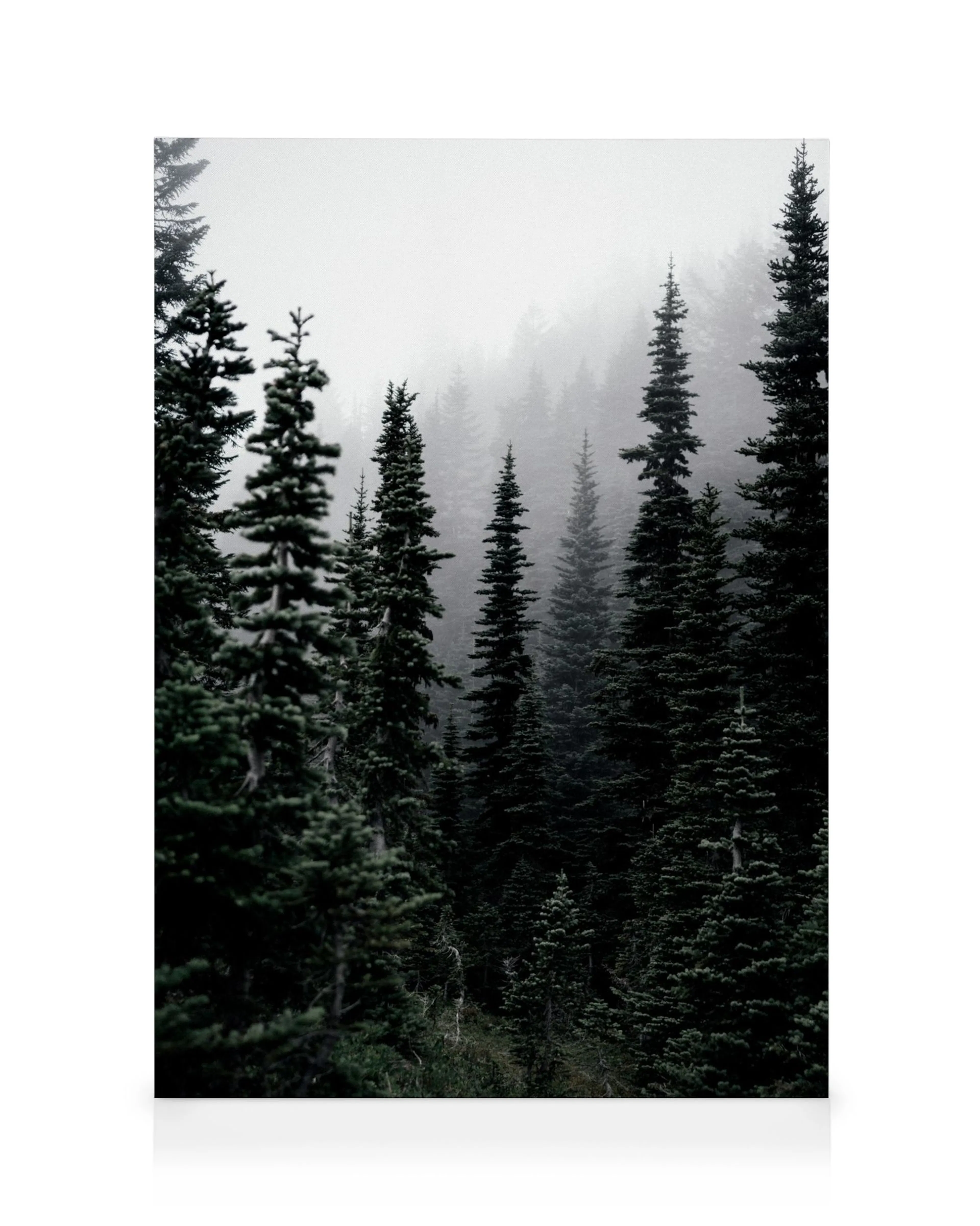 Foggy Woods Canvas print 0