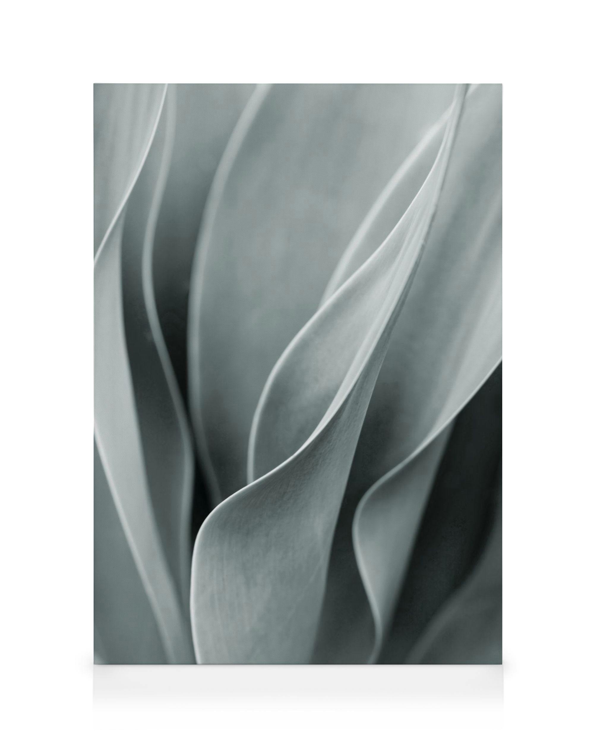 Agave blad No3 lerretsbilde (70x100 cm) - Poster Store