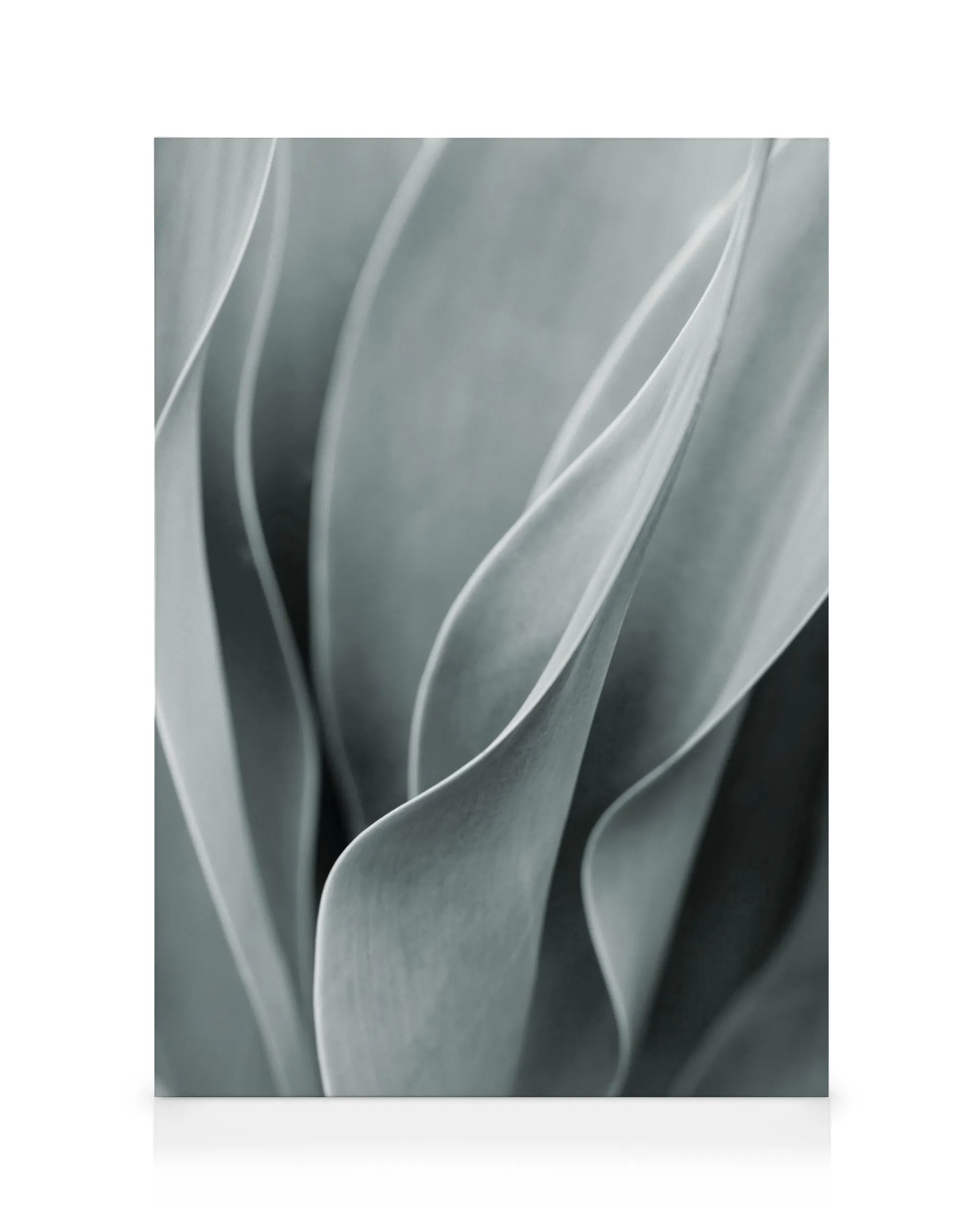 Agave Leaves No3 Canvas print 0