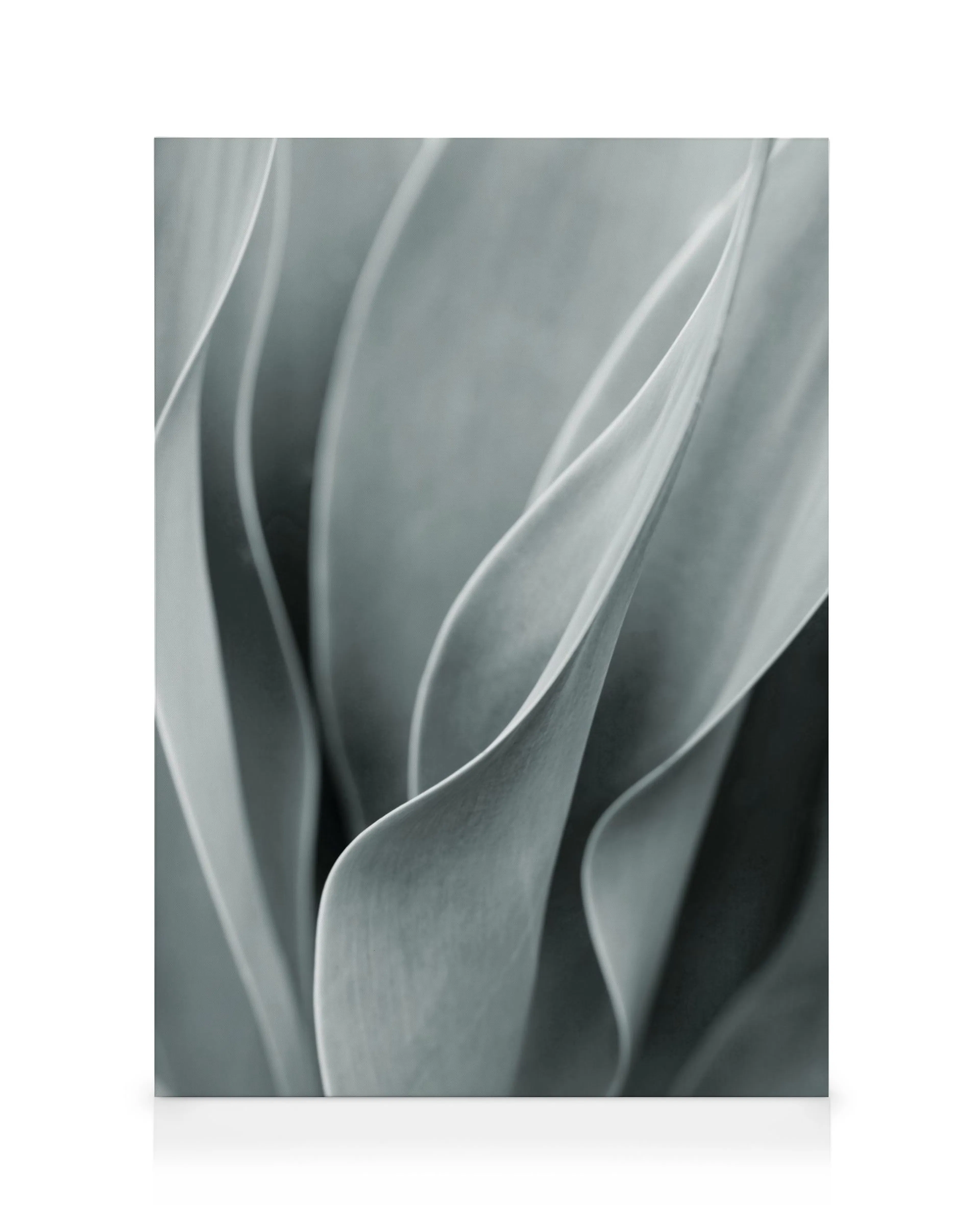 Agave Leaves No3 Canvas print 0