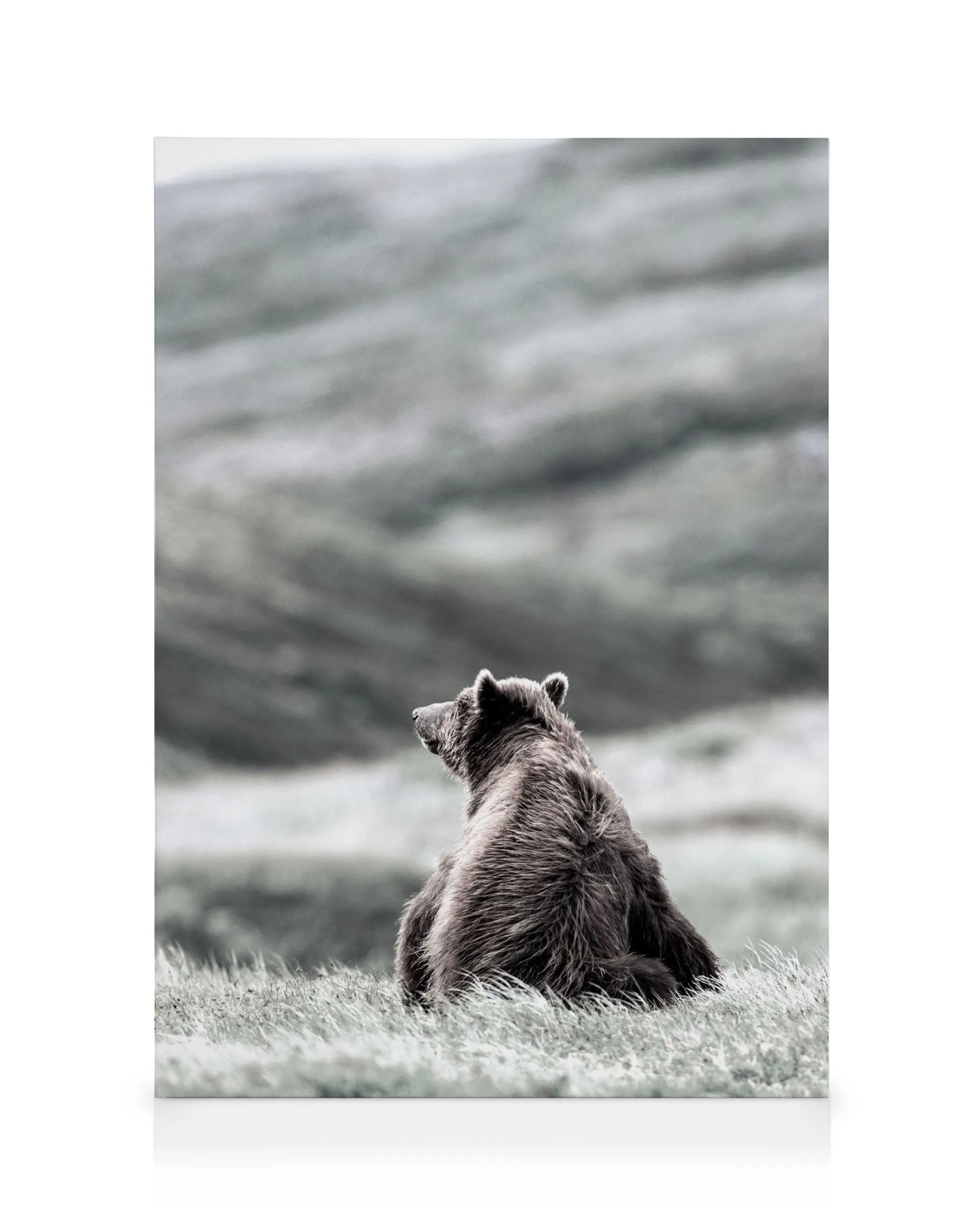 Thinking Bear Canvas print 0