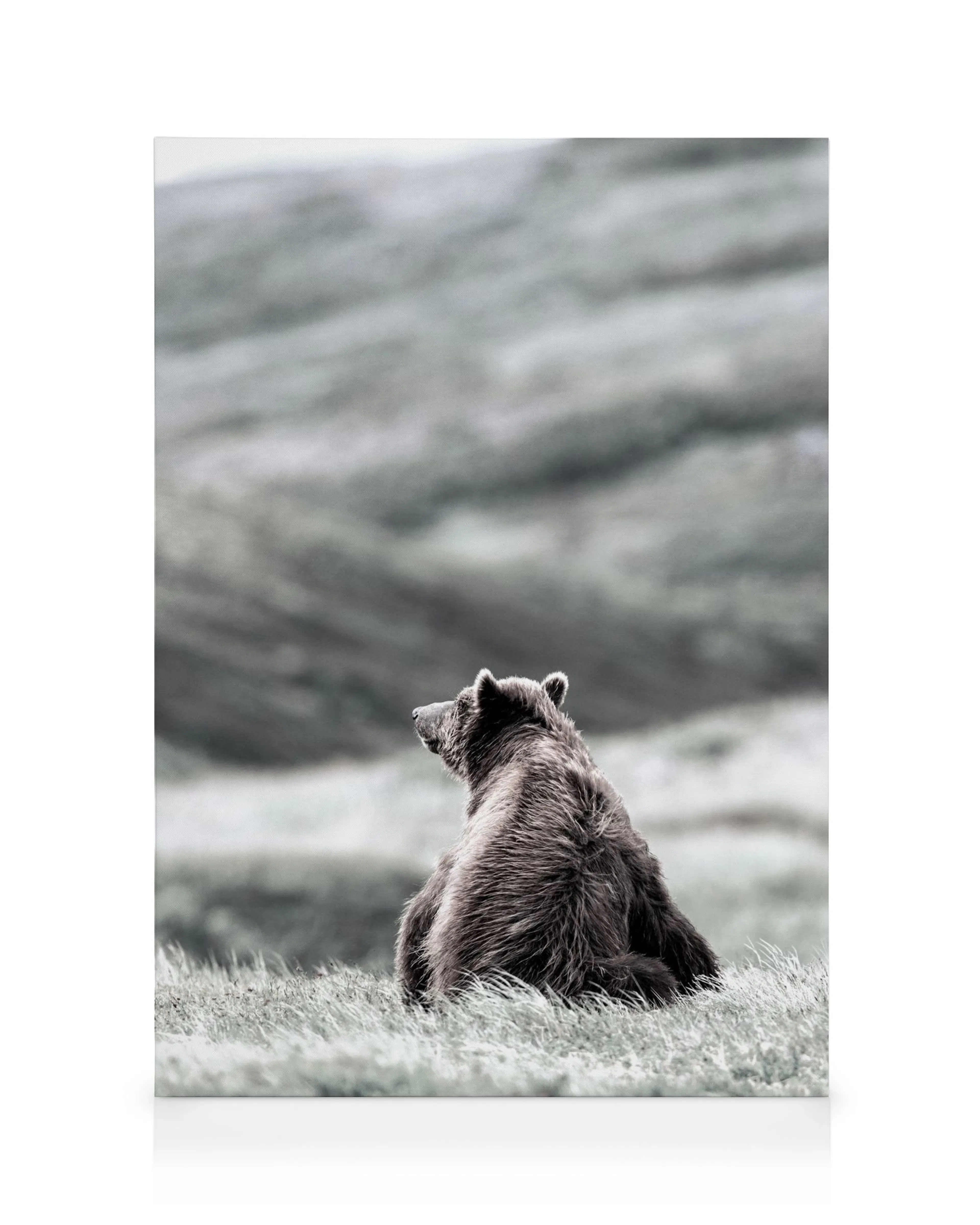 Thinking Bear Canvas print 0