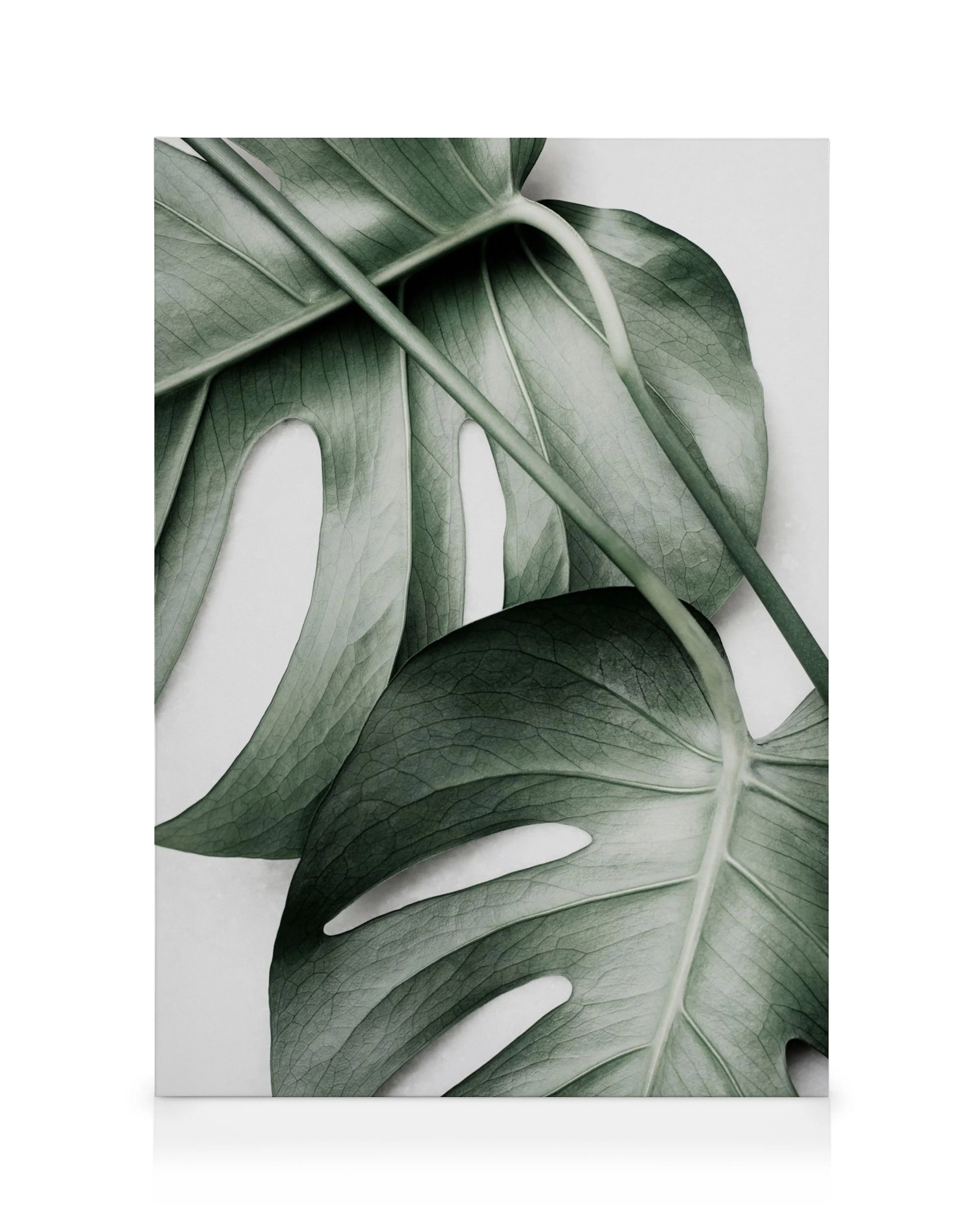 Monstera Pair Canvas print 0